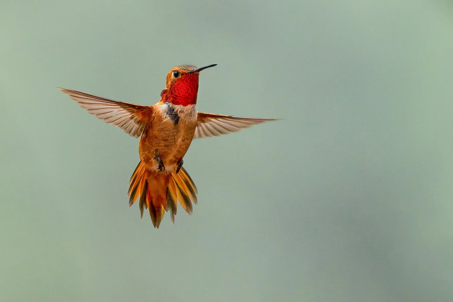 Rufous Hummingbird (Colorado)