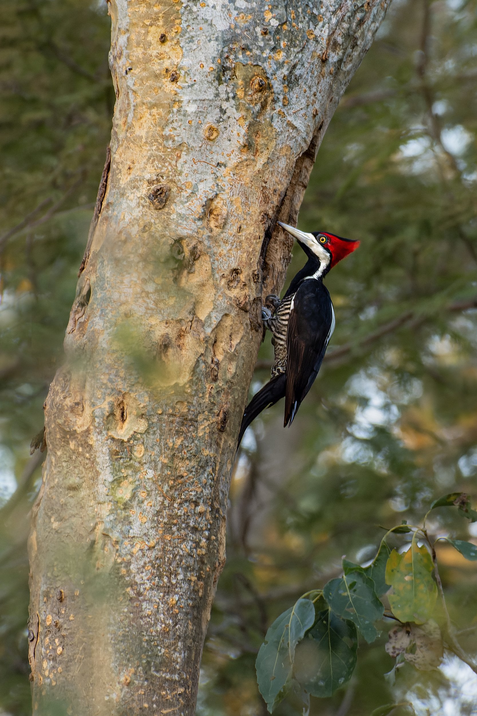 Crimson-crested Woodpecker