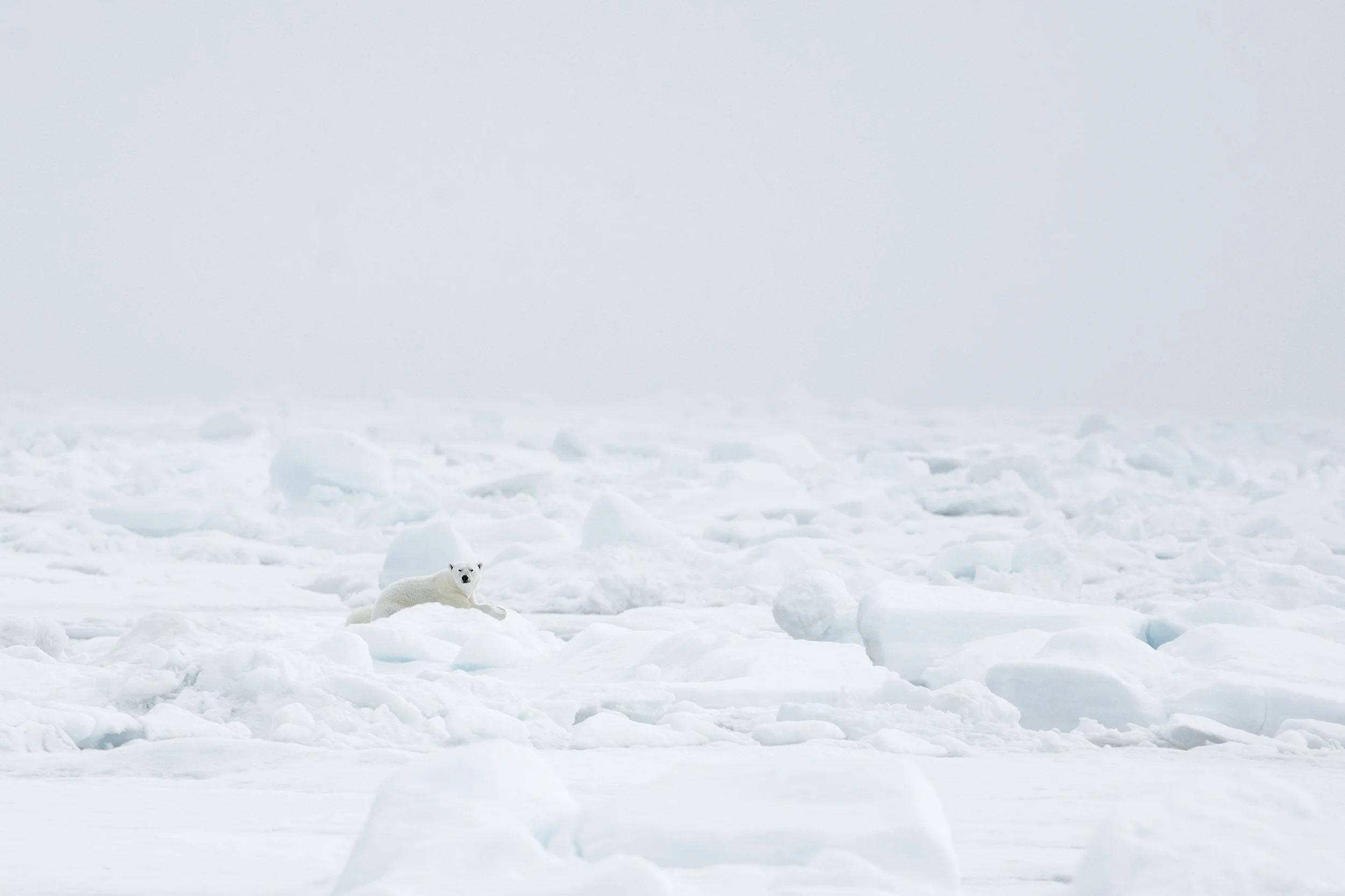 Polar Bear XII v. 3 JPG.jpg