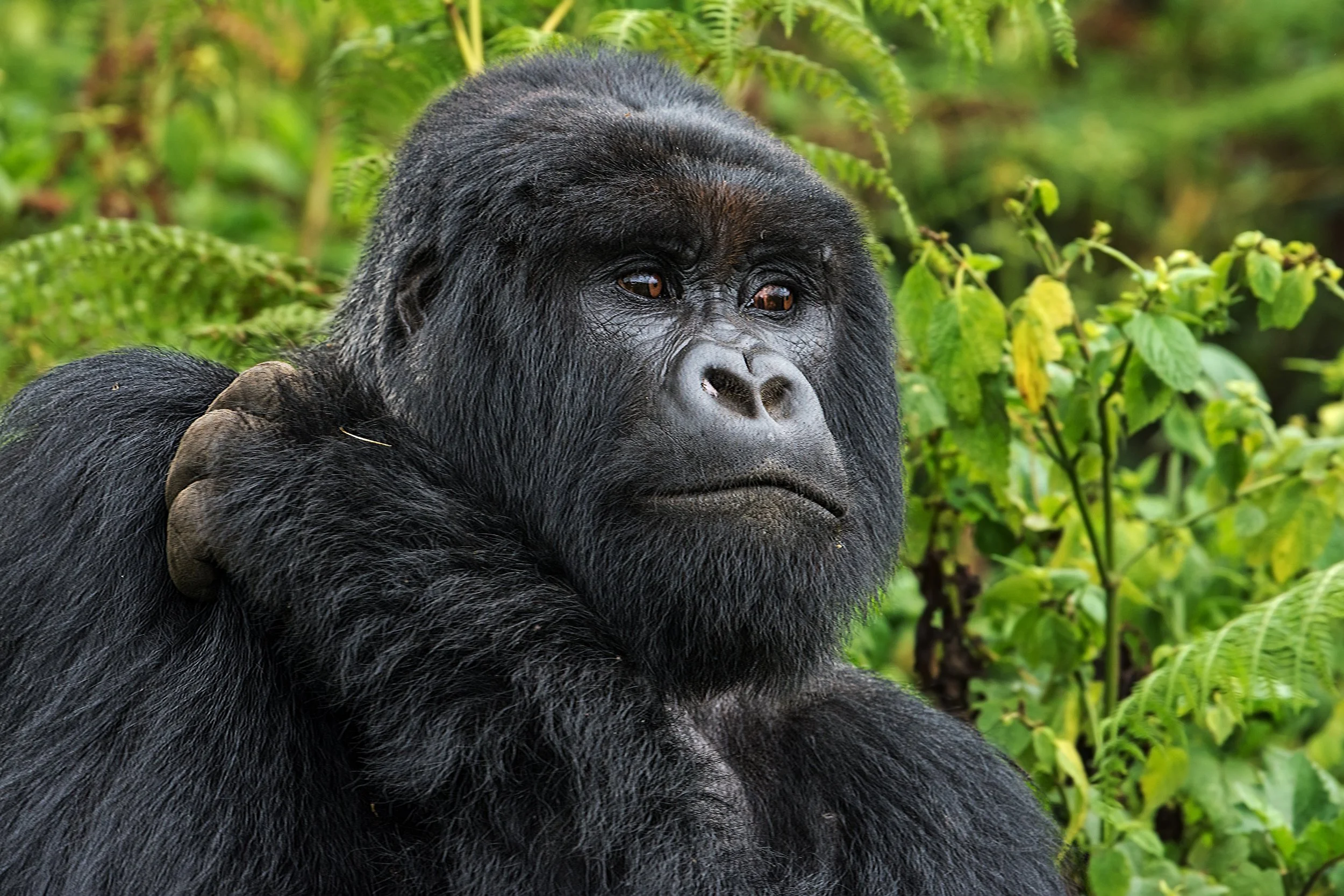 Umubano Silverback I JPG V 3.jpg