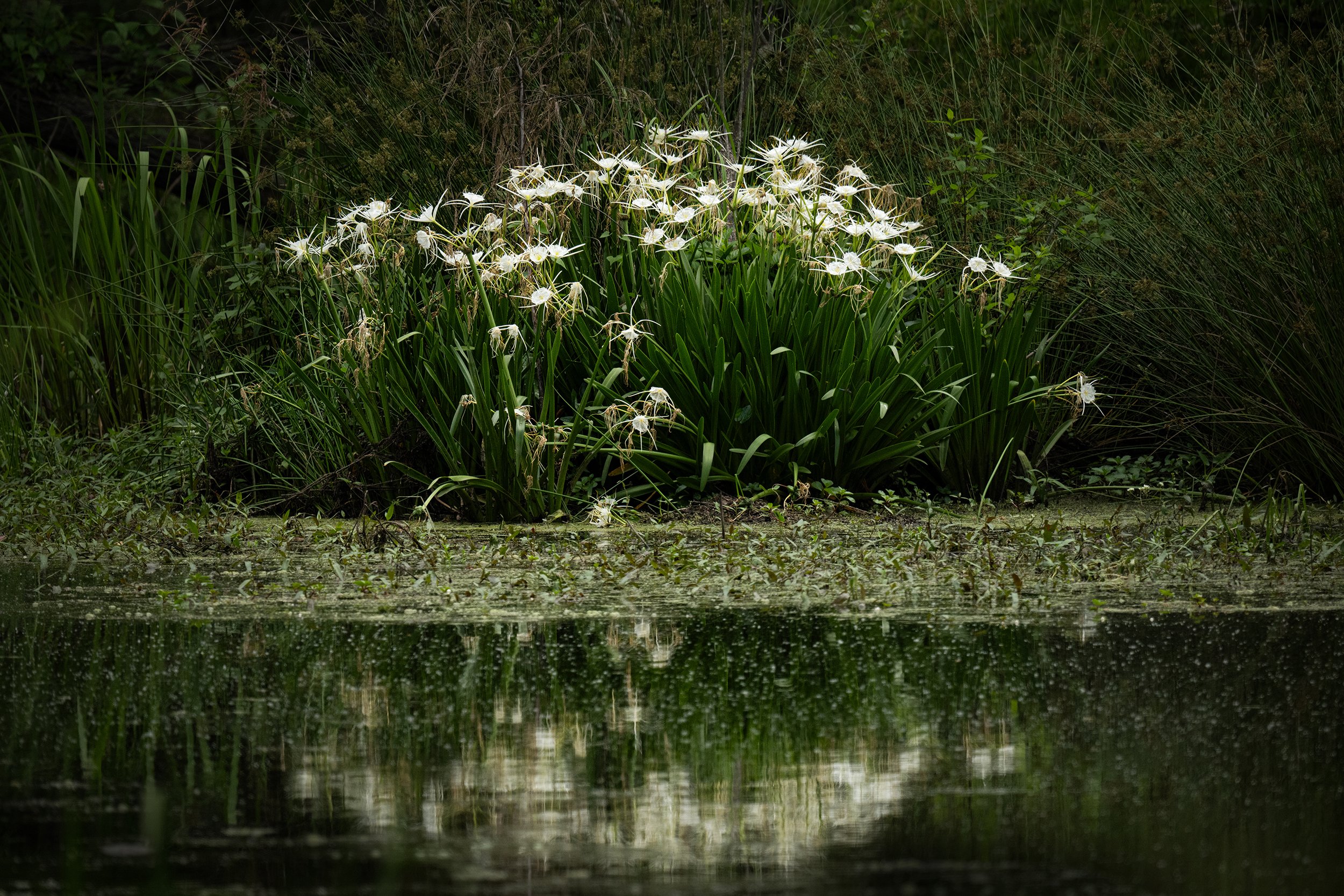Spider Lily in Swamp (Texas)