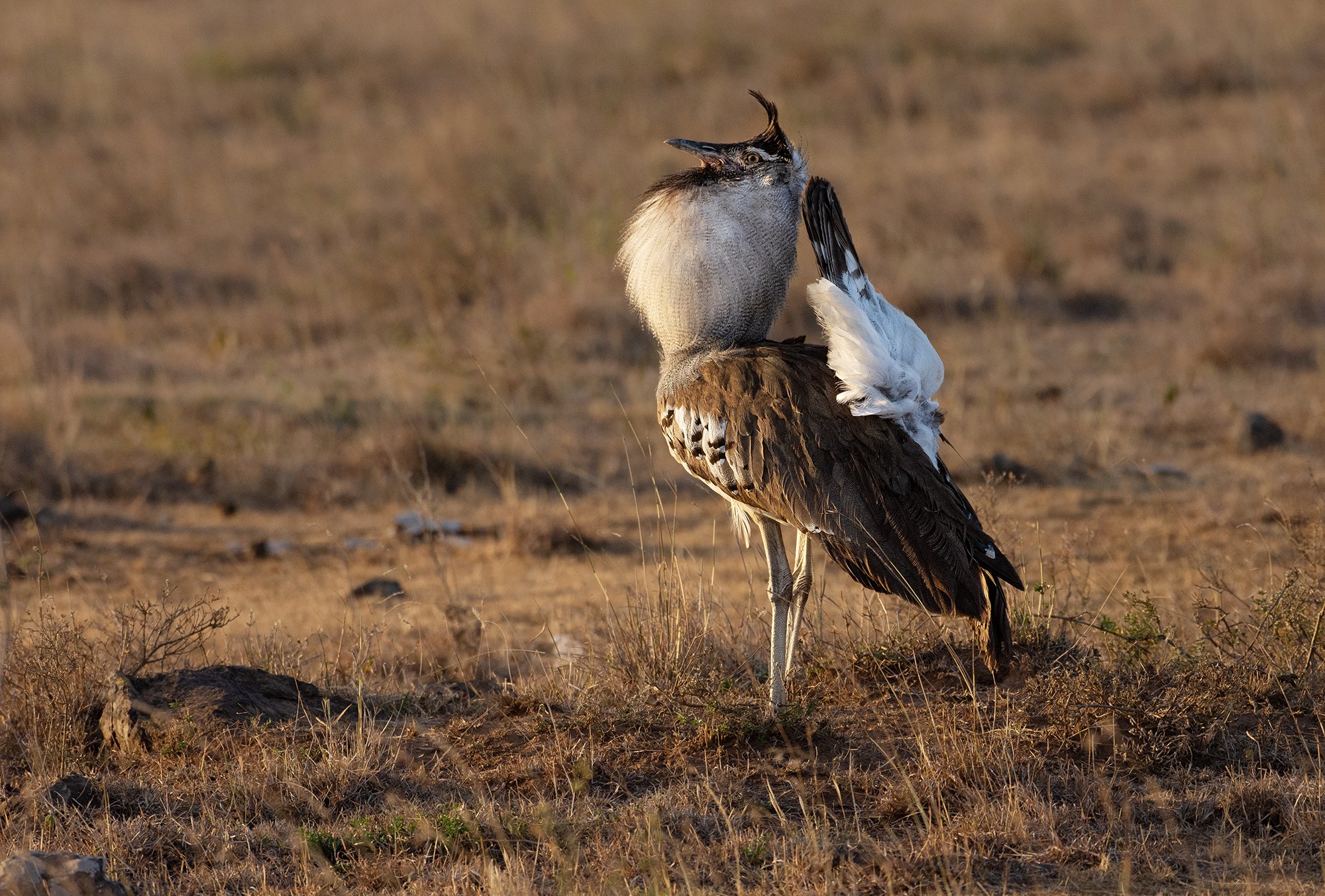 Kori Bustard (male displaying)