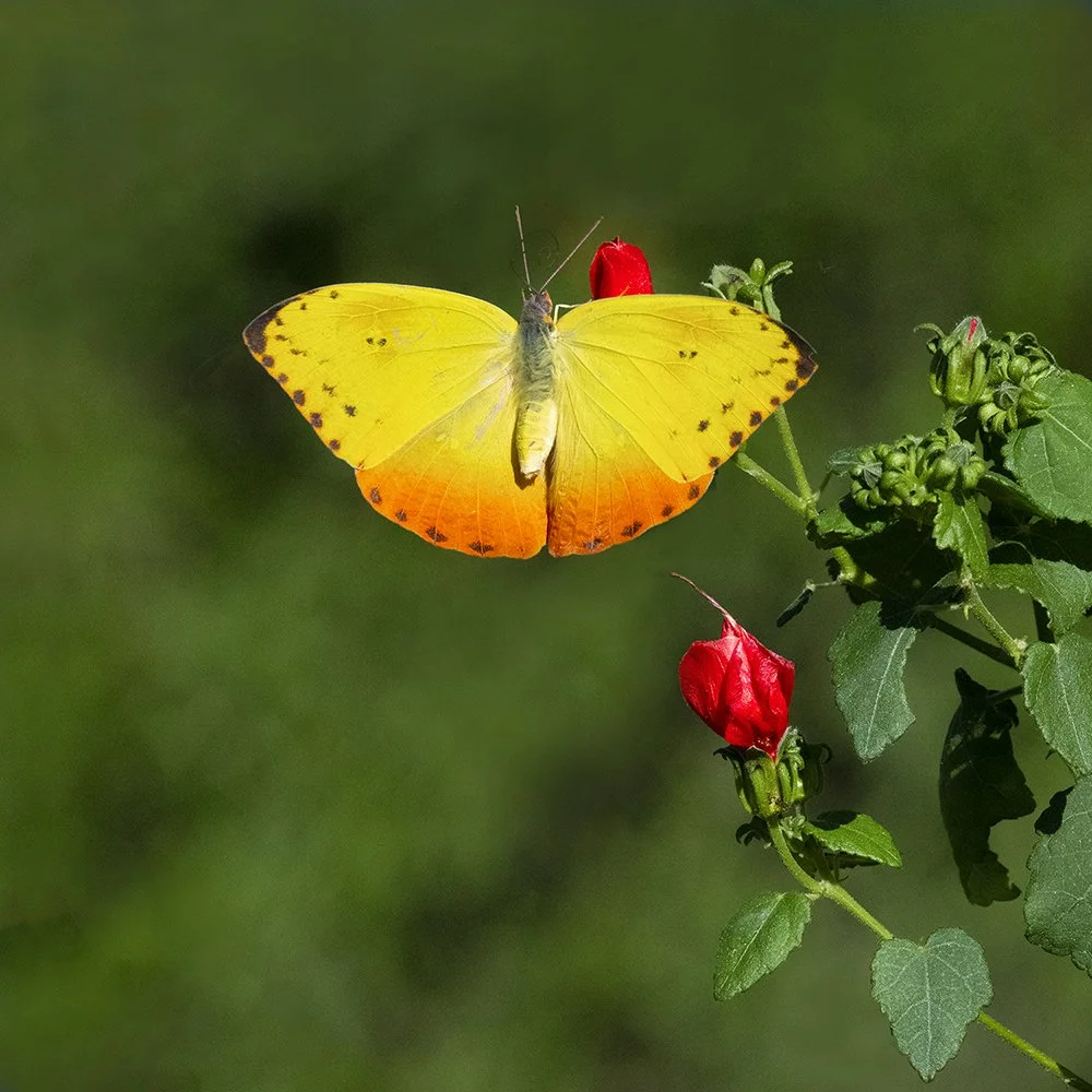Orange-barred Sulphur (female)