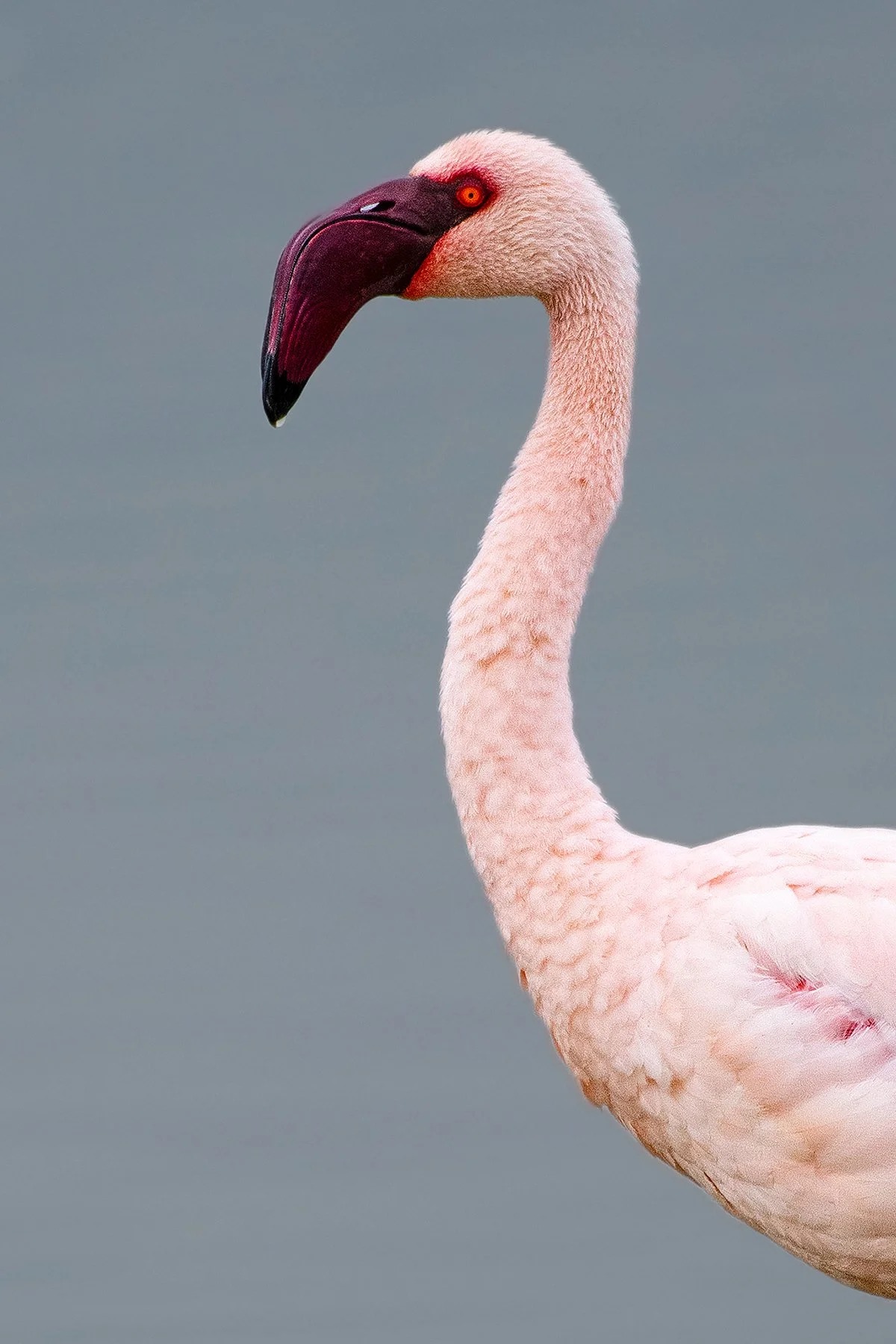 Lesser Flamingo