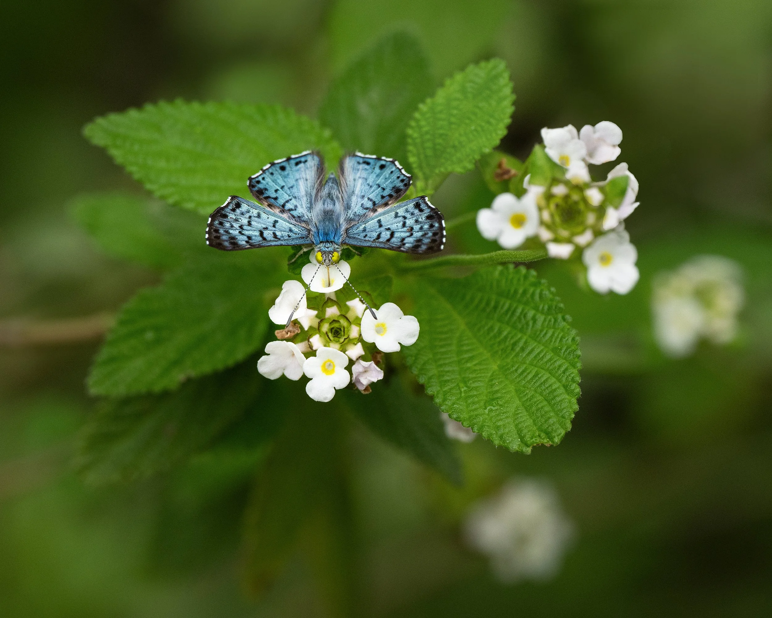 Blue Metalmark