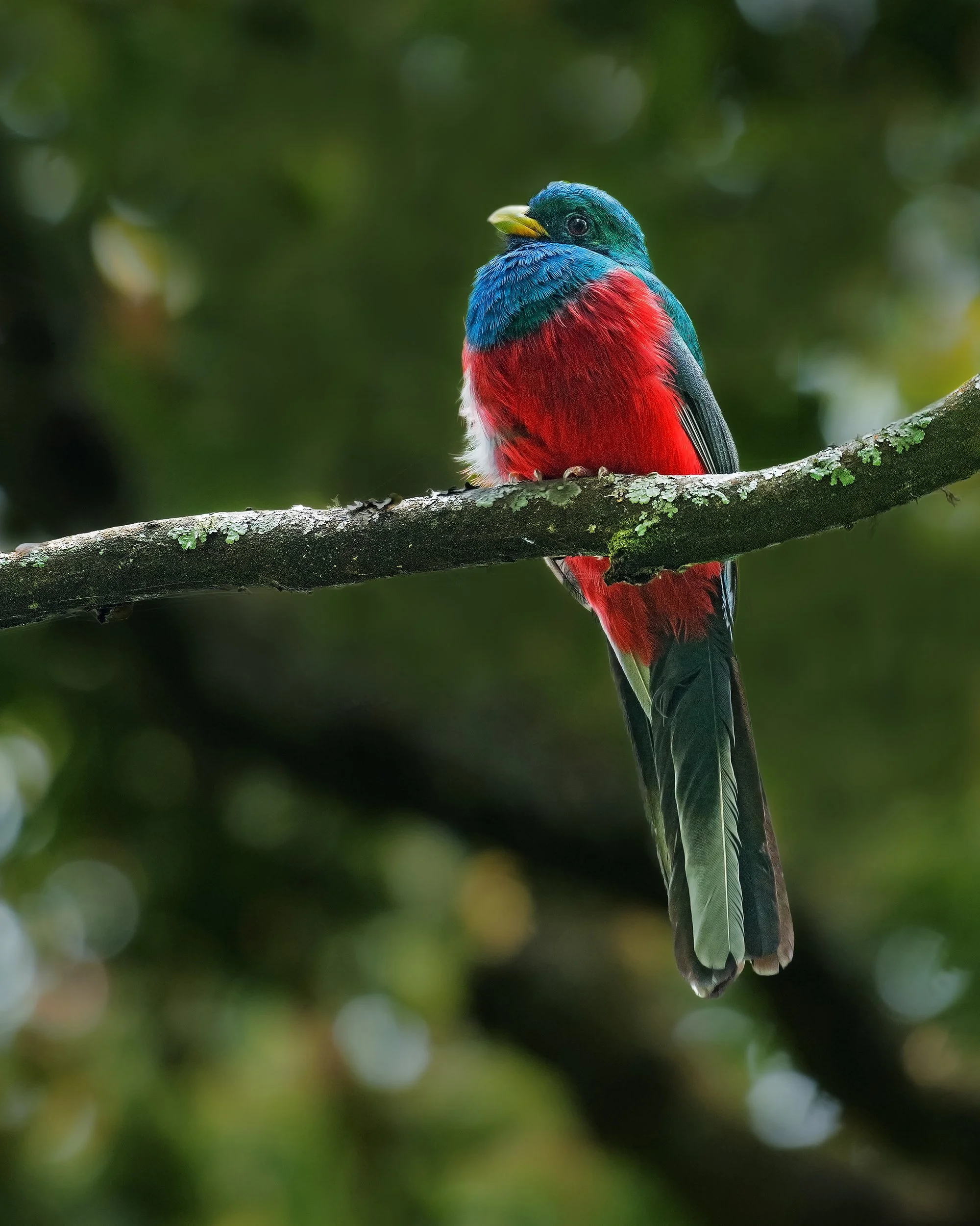 Narina Trogon (male)