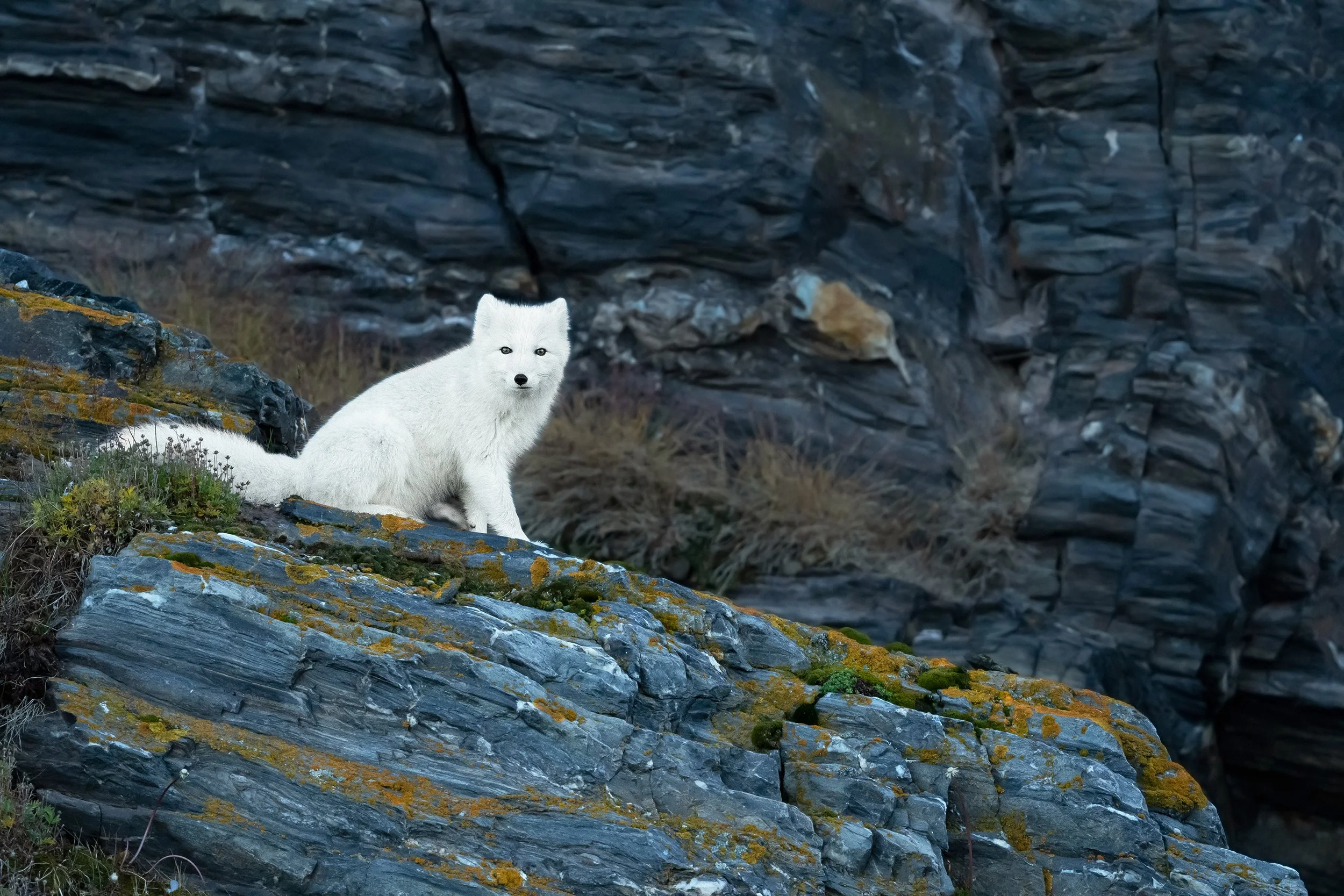 Arctic Fox I JPG v 7.jpg