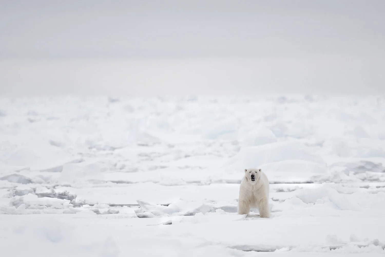 Polar Bear IV JPG v 4.jpg