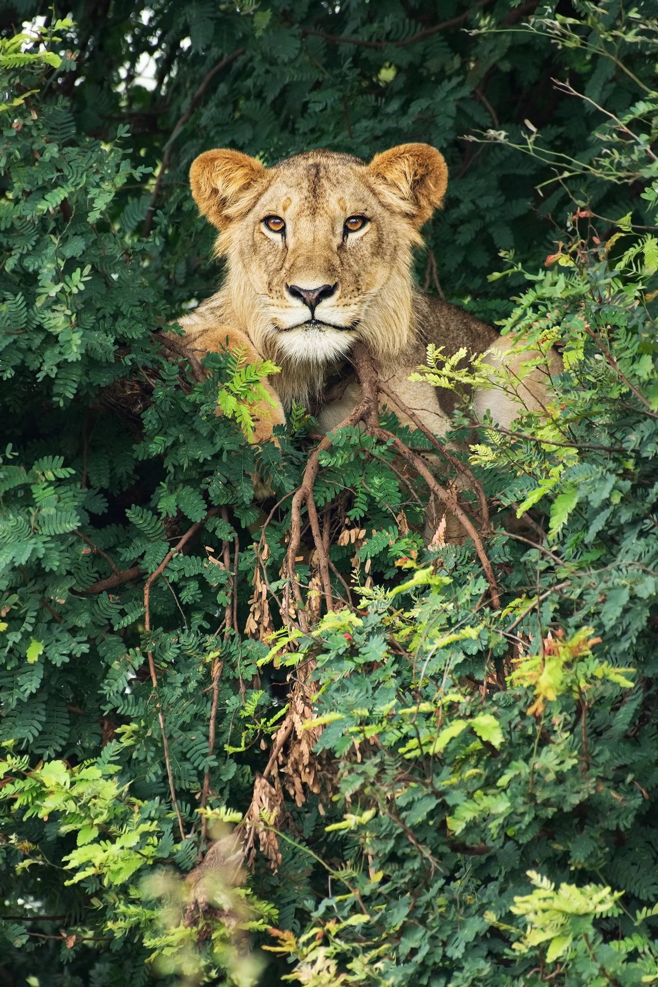 Lioness in Tree I JPG v 2.jpg