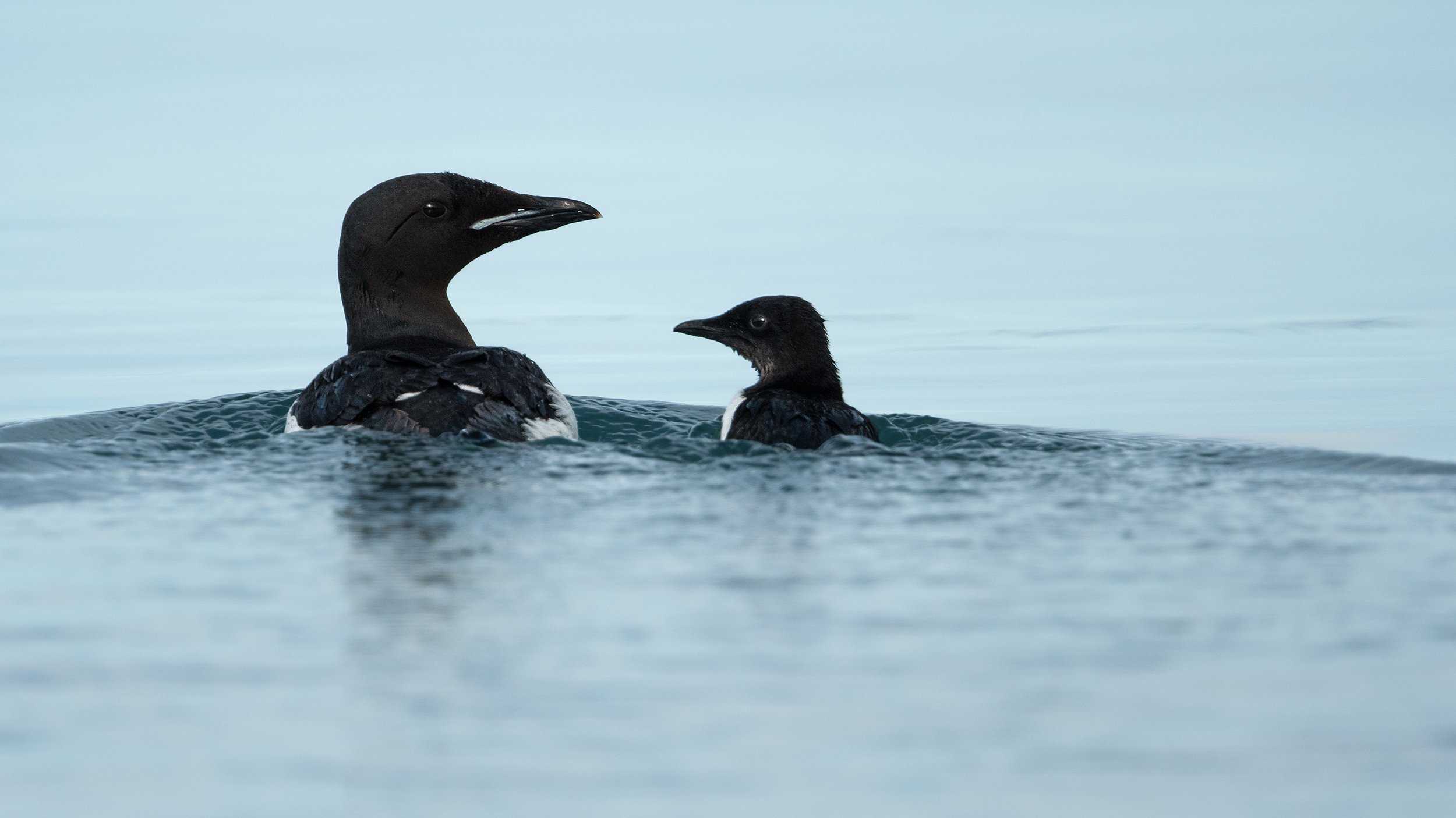 Thick-billed Murre