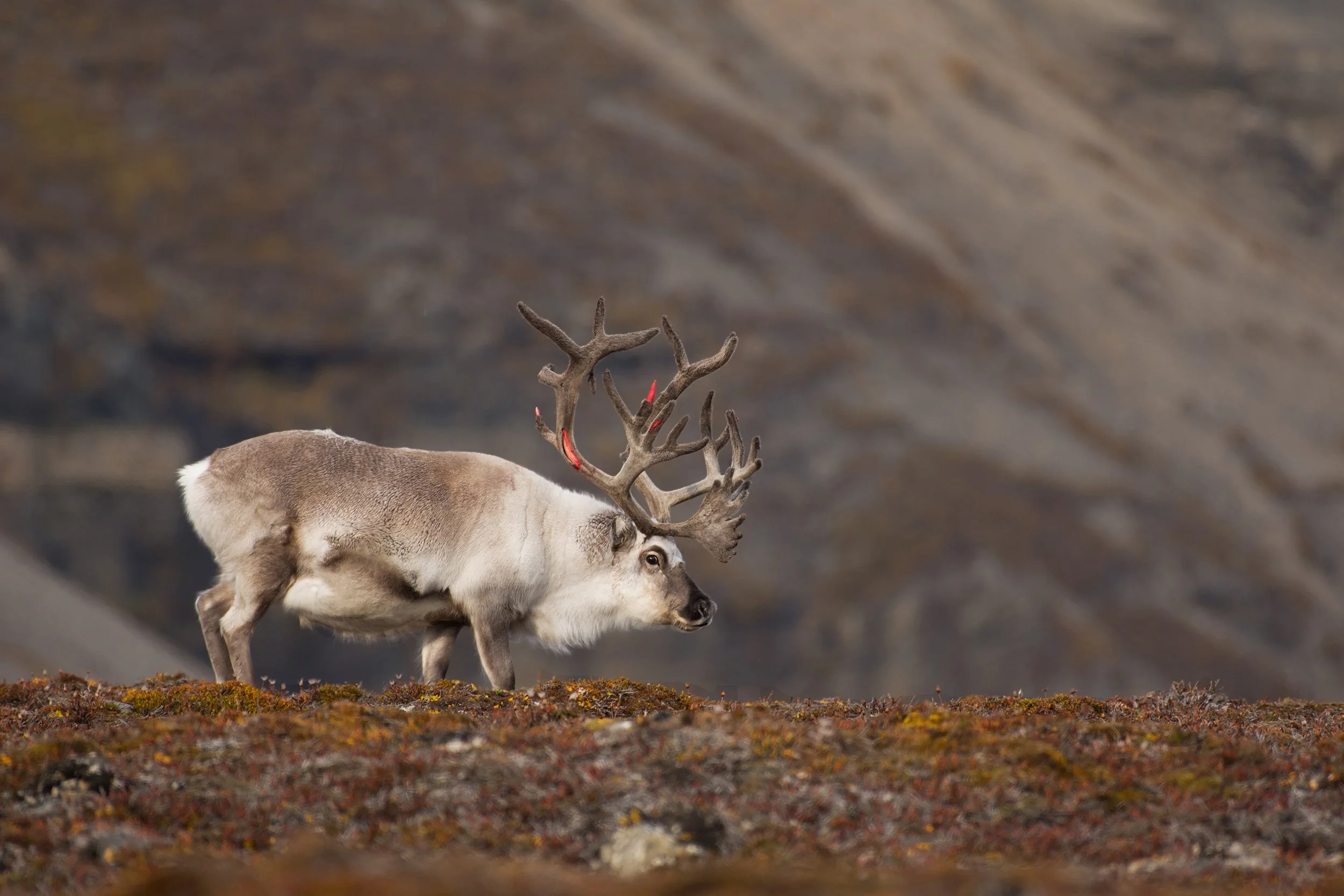 Svalbard Reindeer