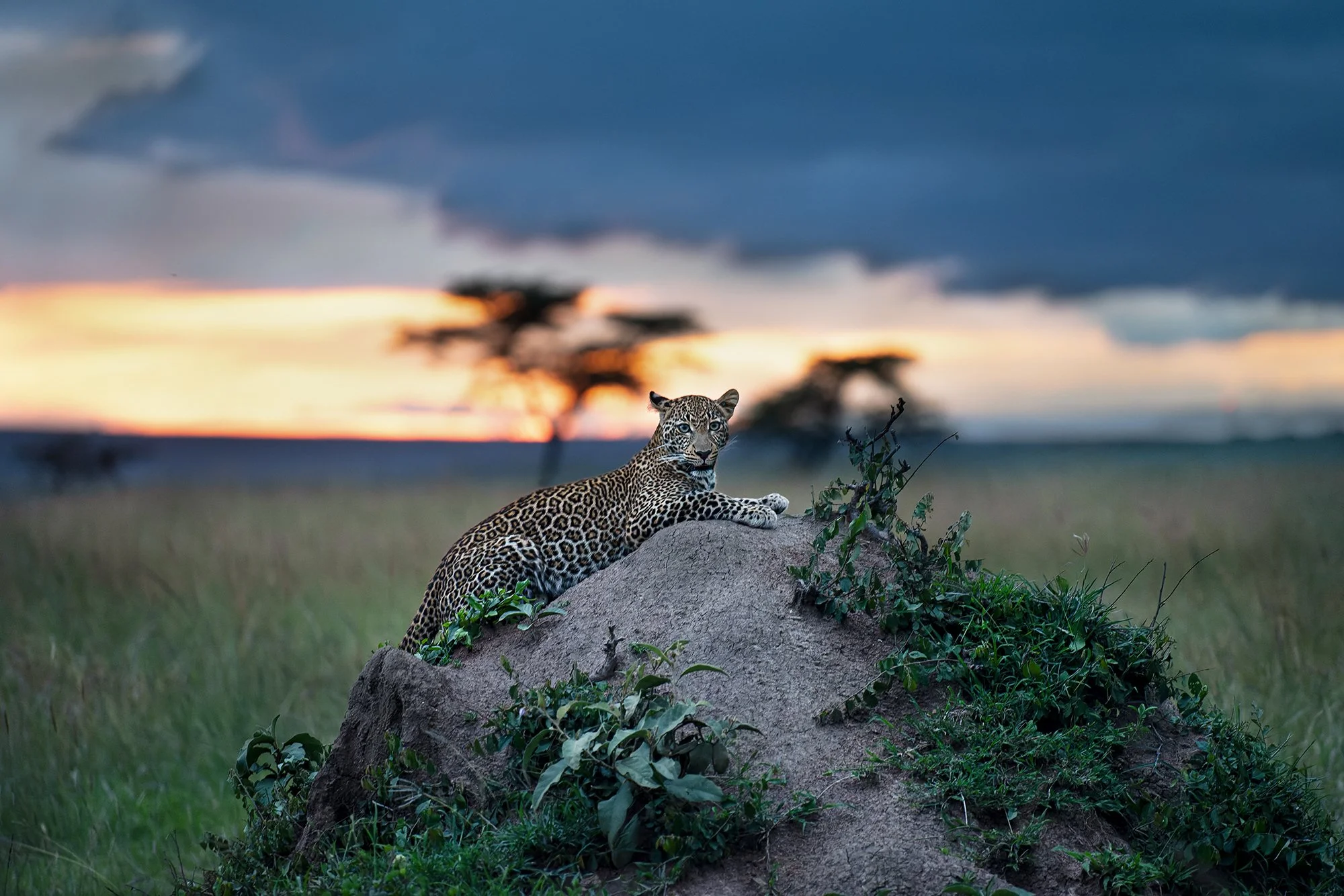 Leopard (Furaha) at Sunset JPG v 3.jpg