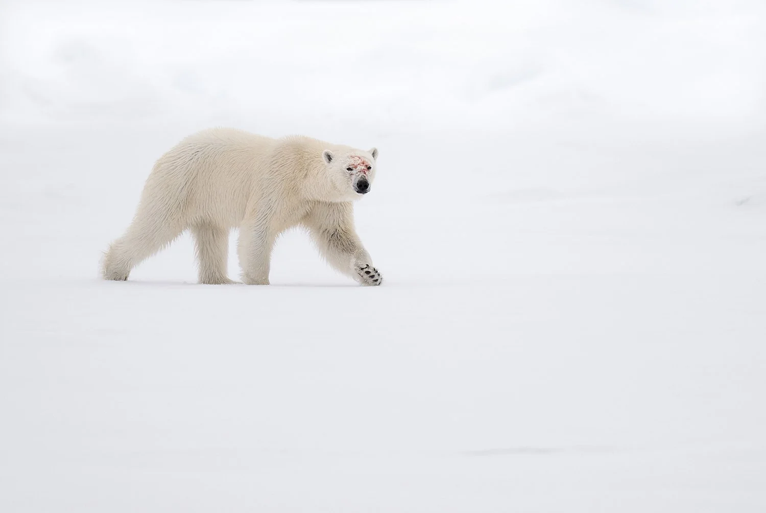 Polar Bear VIII JPG Topaz.jpg