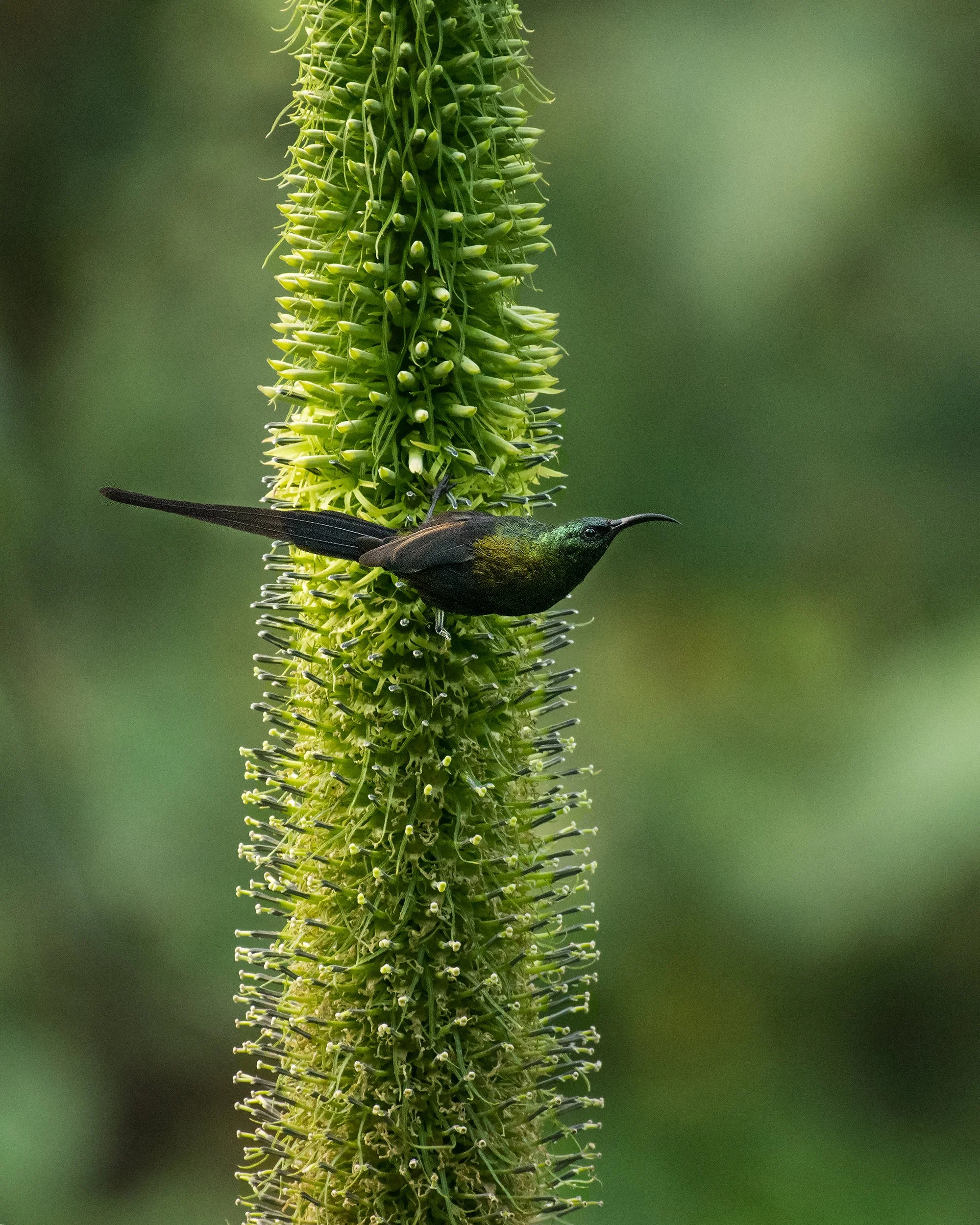 Bronze Sunbird