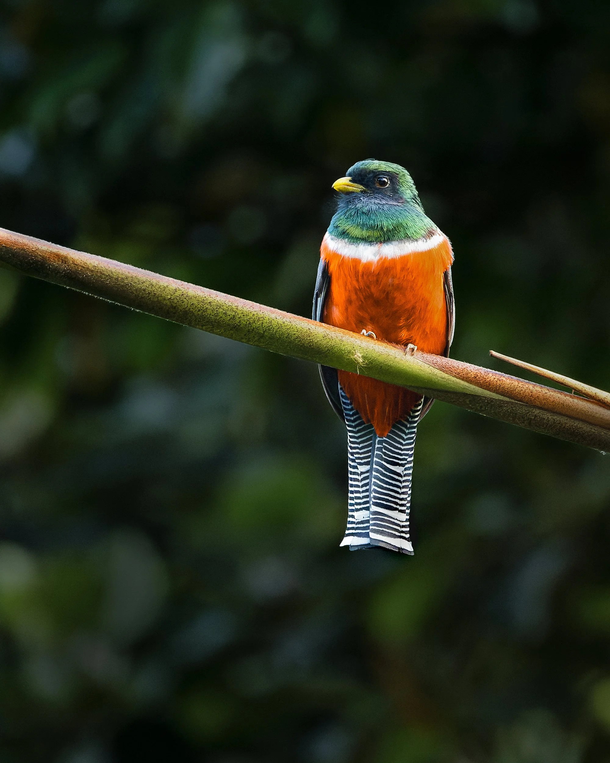 Orange-bellied Trogon (Costa Rica)