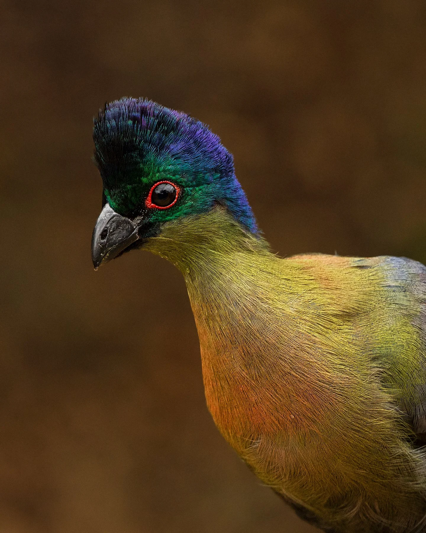 Purple-crested Turaco
