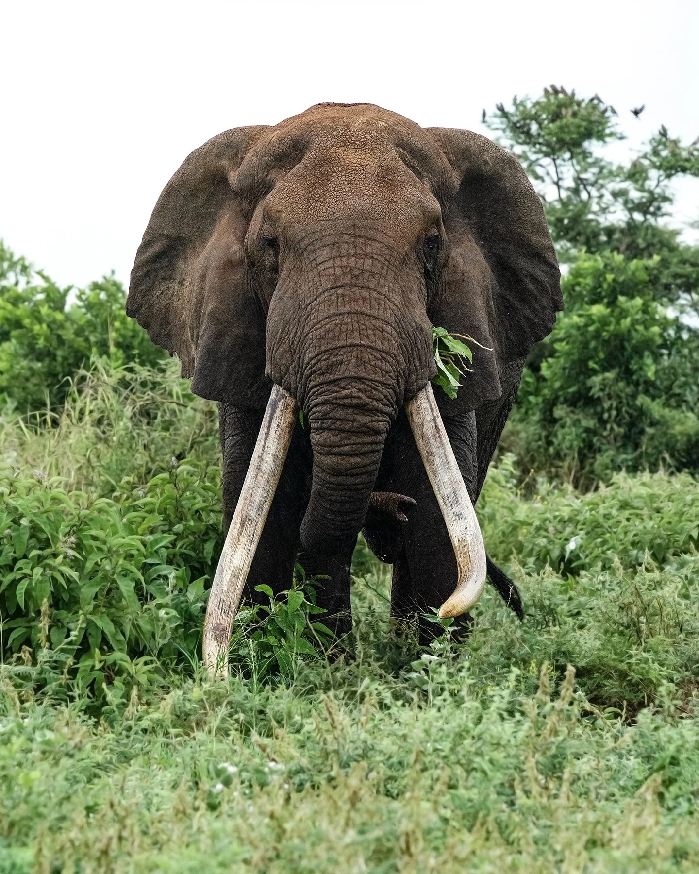 Big Tusker I JPG v 2.jpg