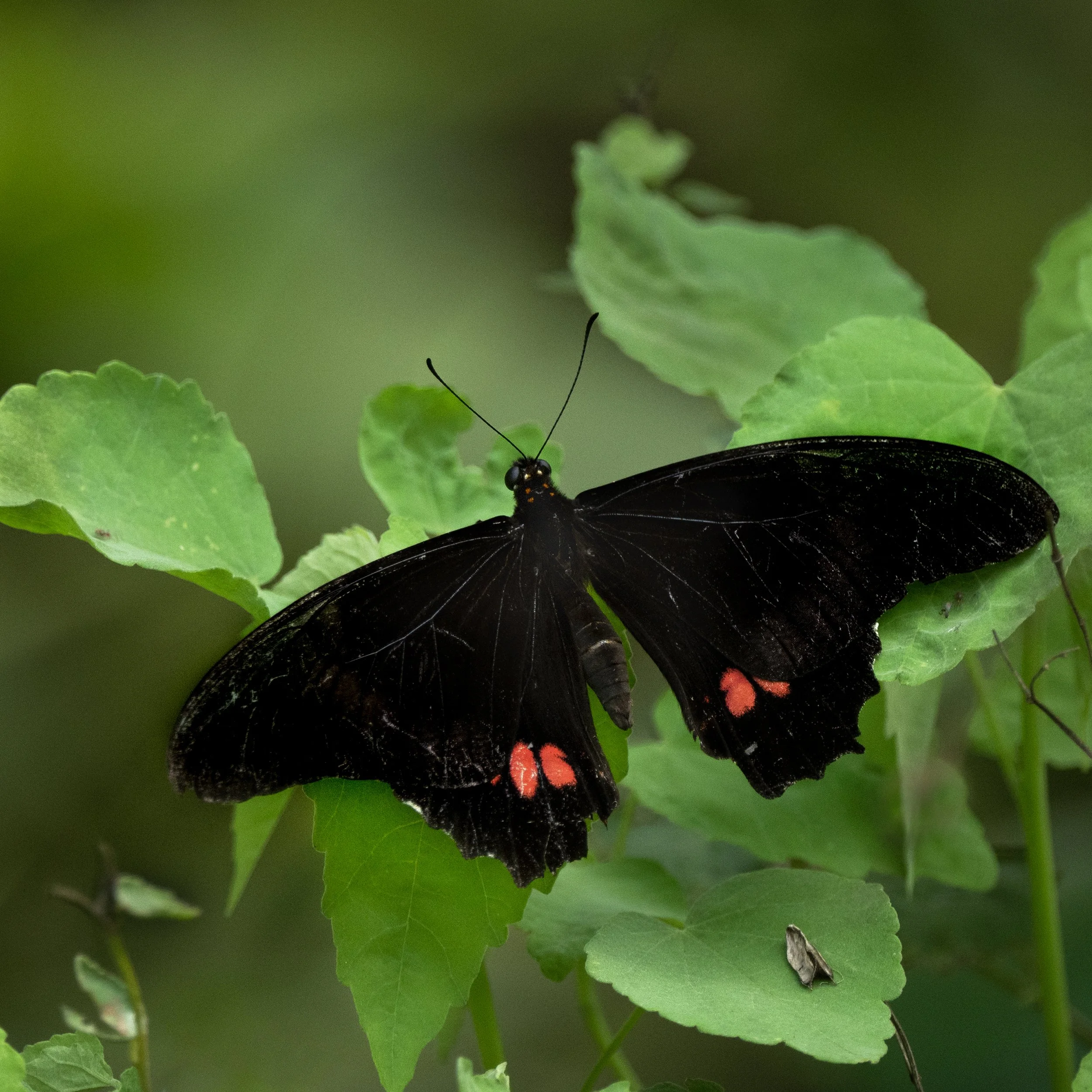 Ruby-spotted Swallowtail