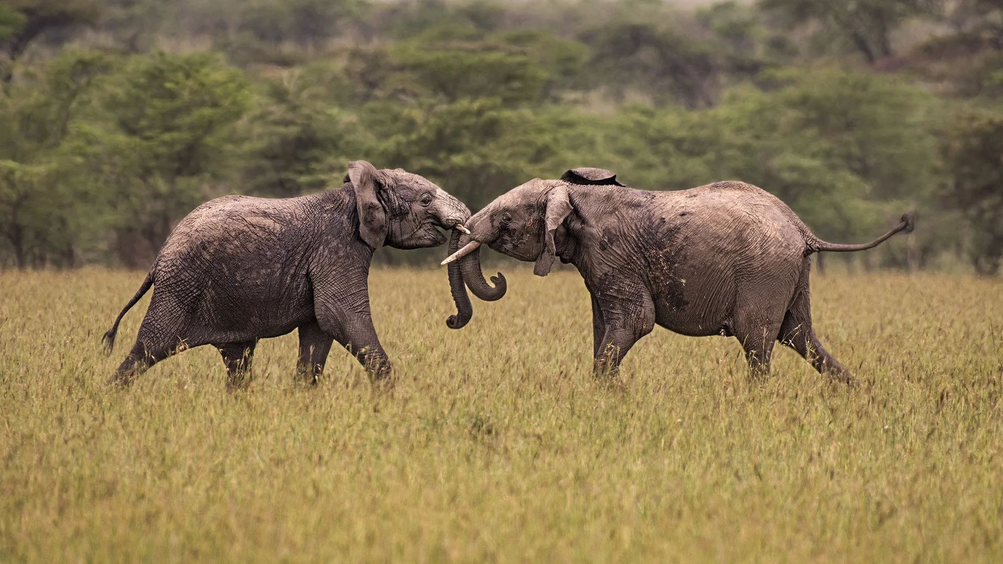 Elephants Sparring II JPG 16 to 9 v 2.jpg