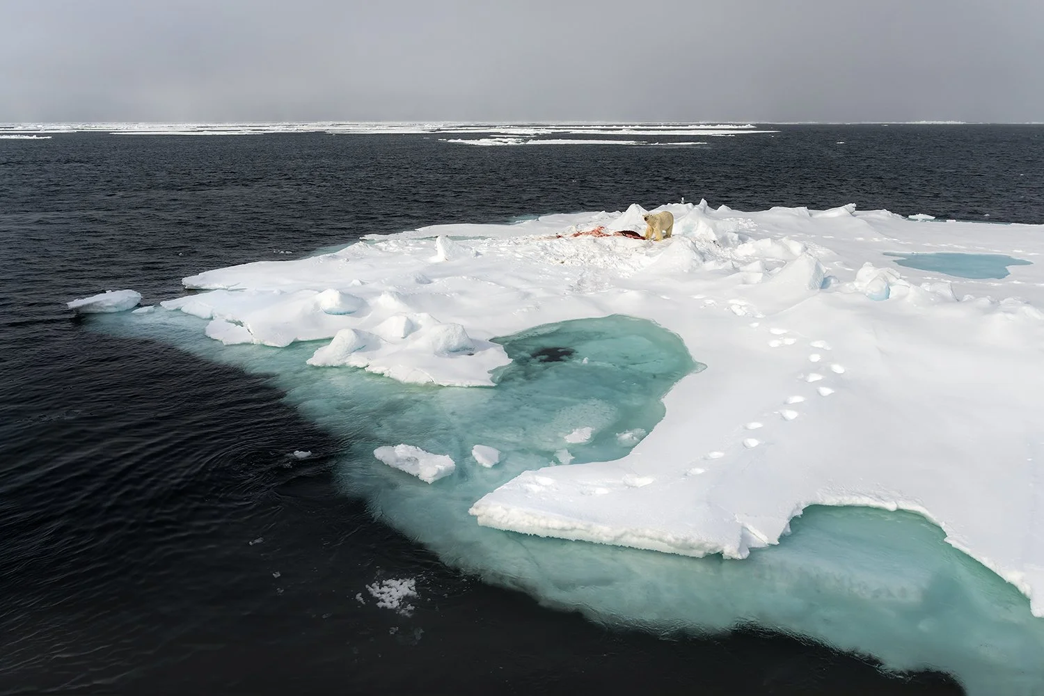 Polar Bear on seal kill