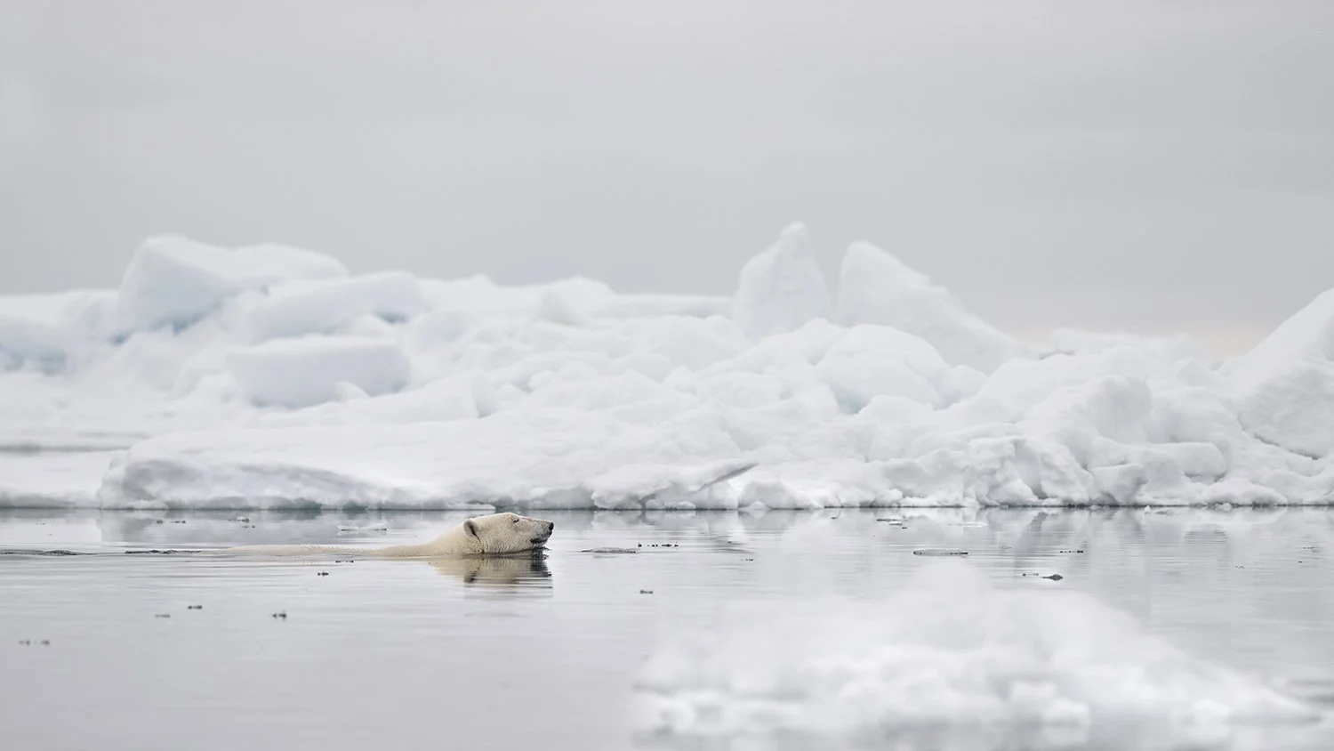 Polar Bear XXIII JPG v 2.jpg