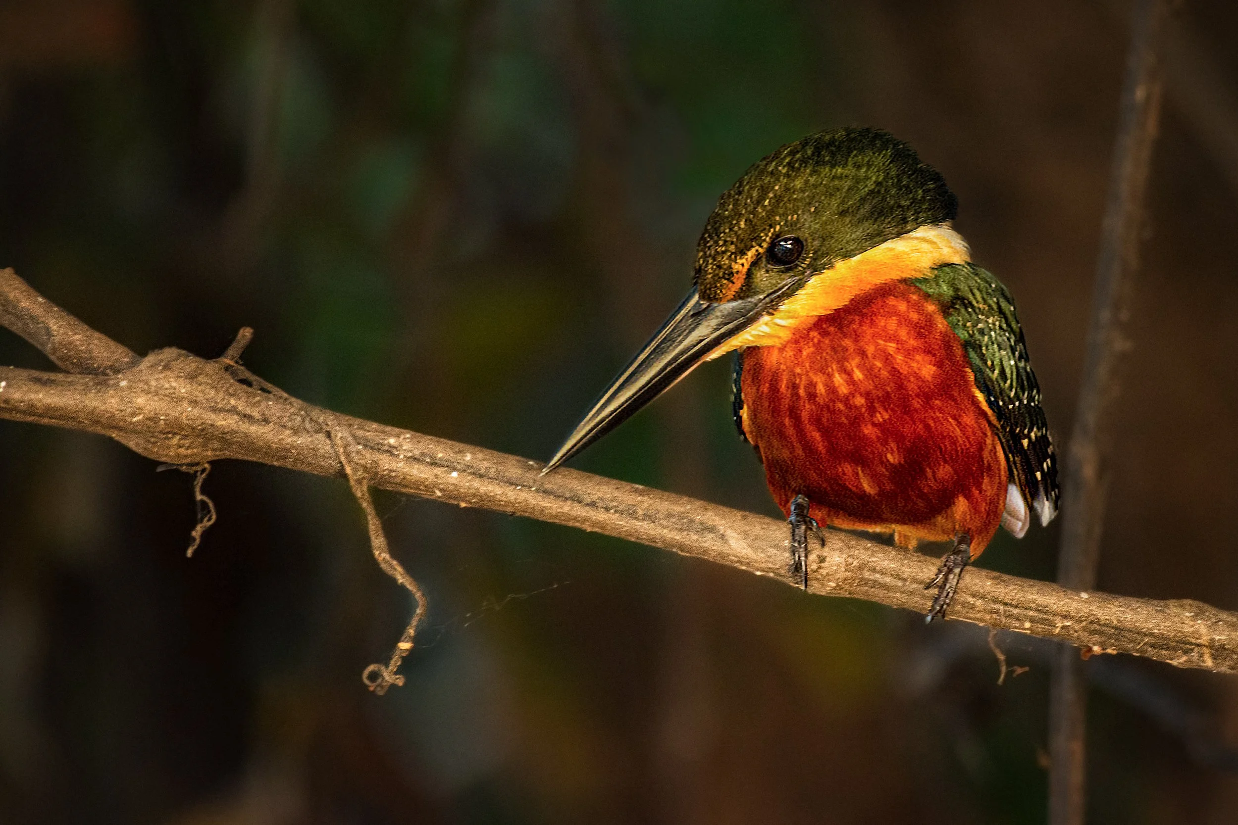 Green-and-rufous Kingfisher (male)