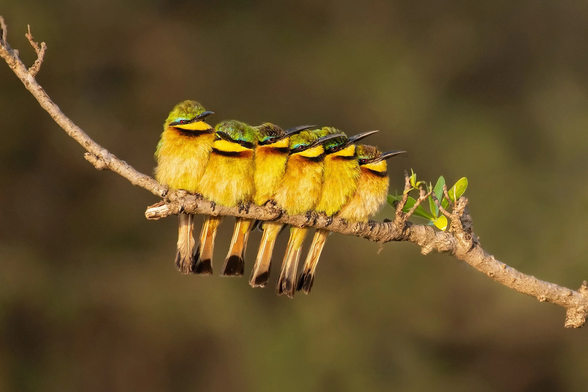 Little Bee-eater