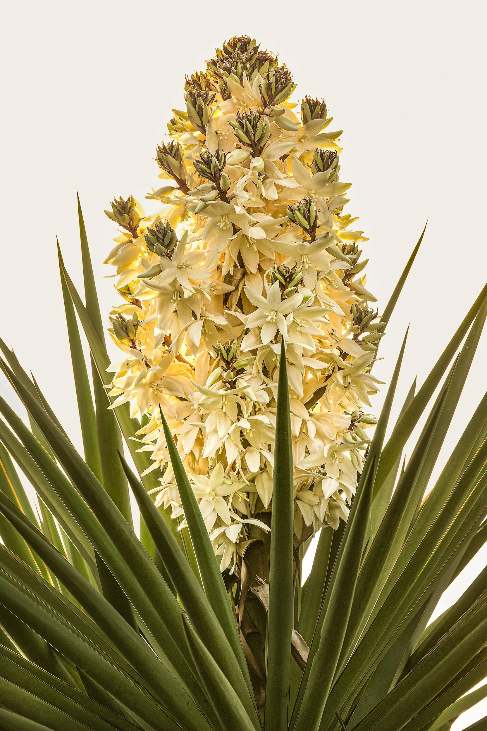 Spanish Dagger (Yucca sp.)