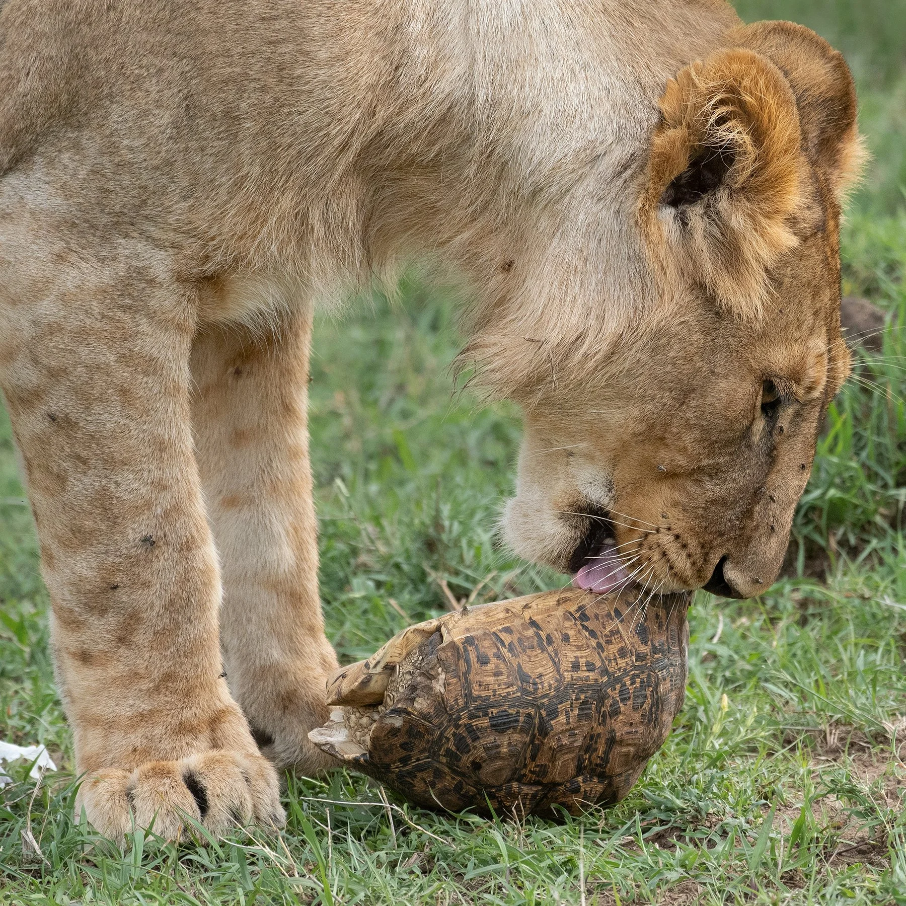Lion and Leopard Tortoise (Square) JPG.jpg