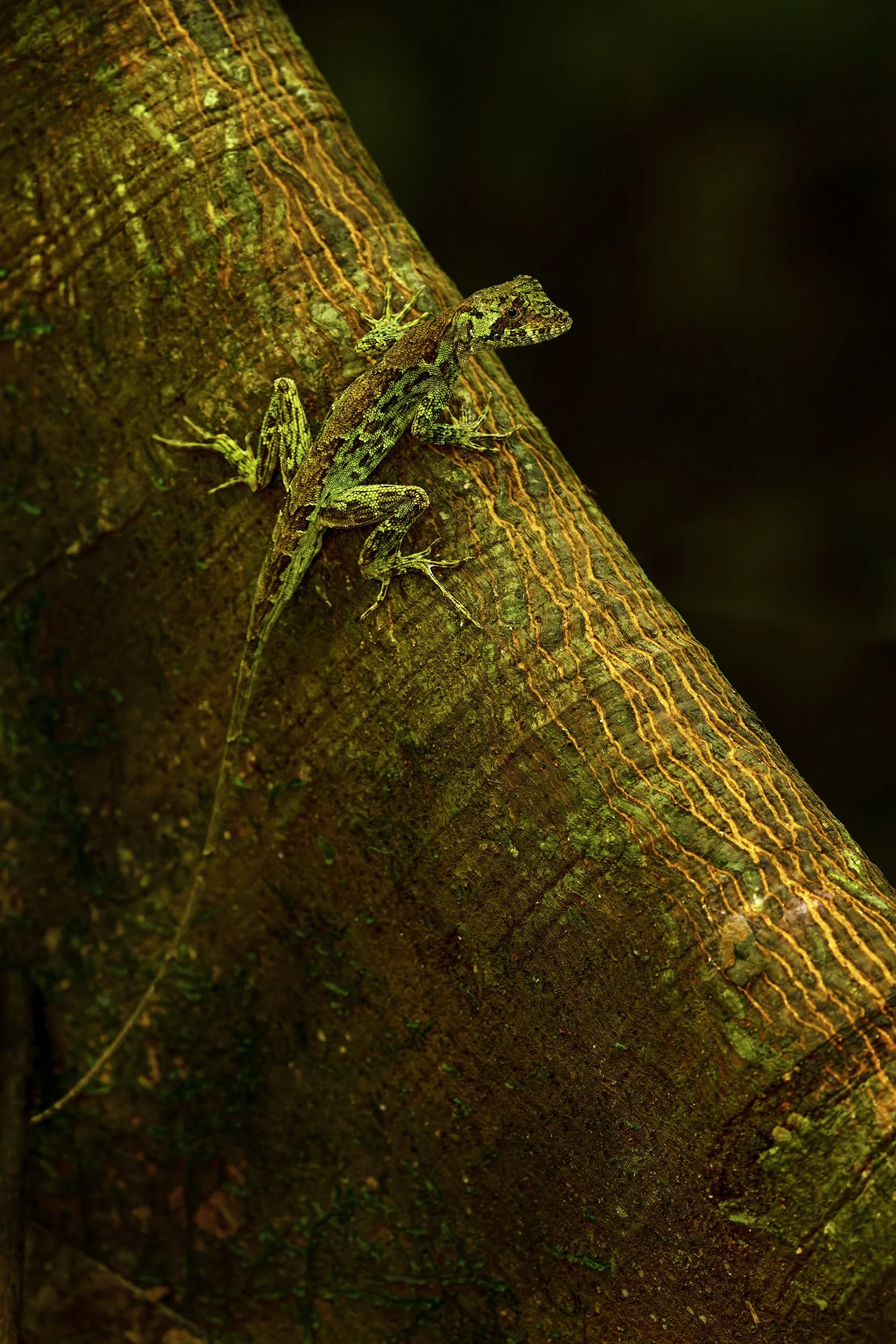Anole Lizard (Anolis sp.) (Costa Rica)