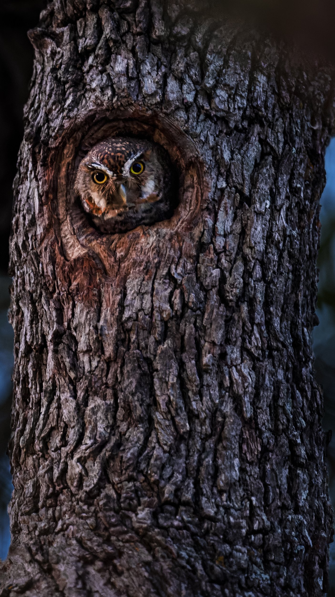 Elf Owl