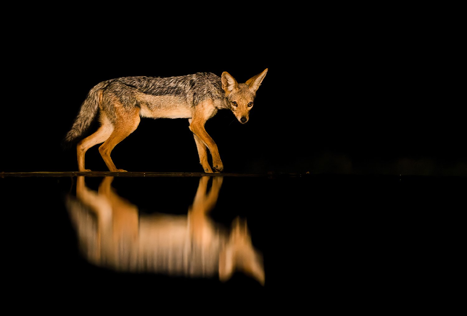 Black-backed Jackal