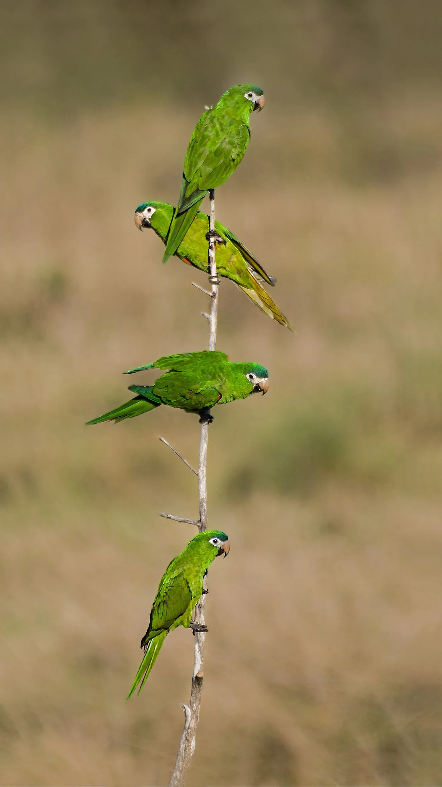 Red-shouldered Macaw