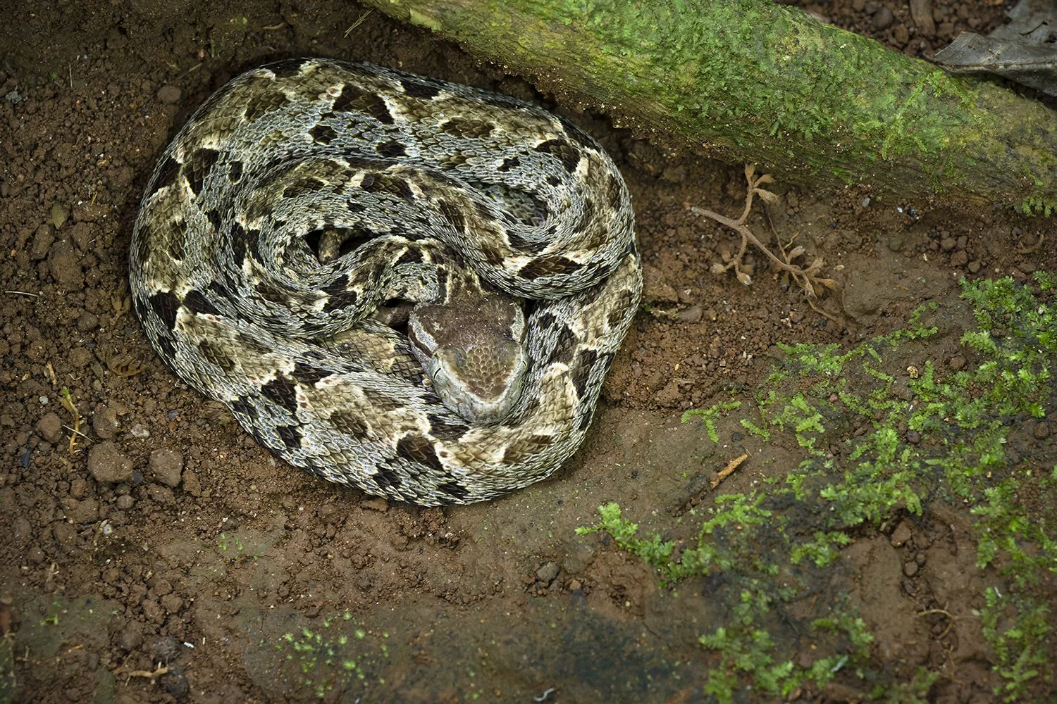 Fer-de-Lance (Costa Rica) (added to "Neotropic")