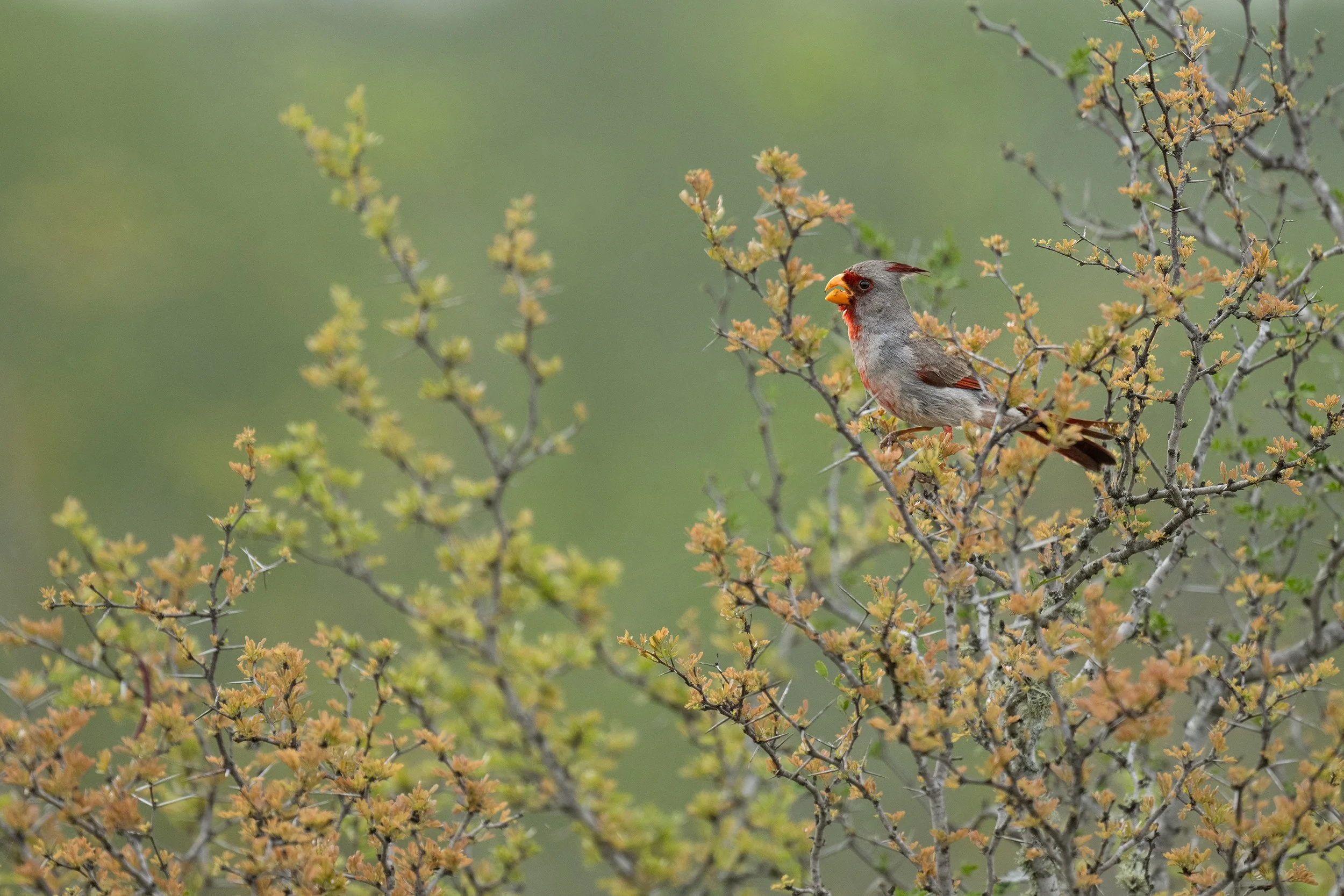 Pyrrhuloxia (male)