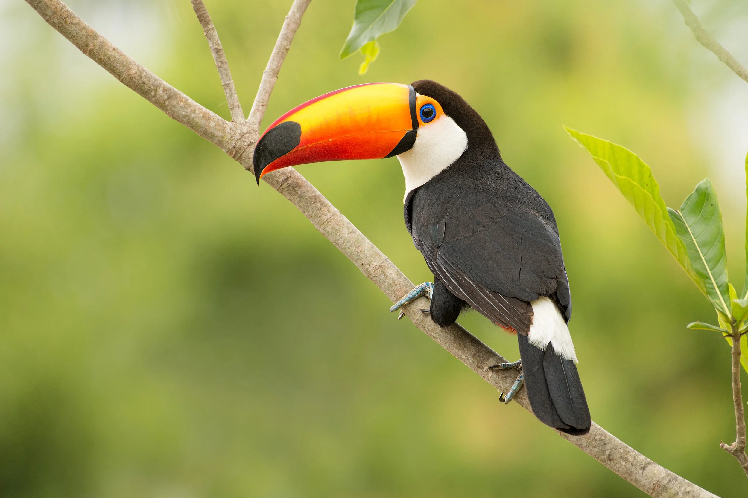 Toco Toucan