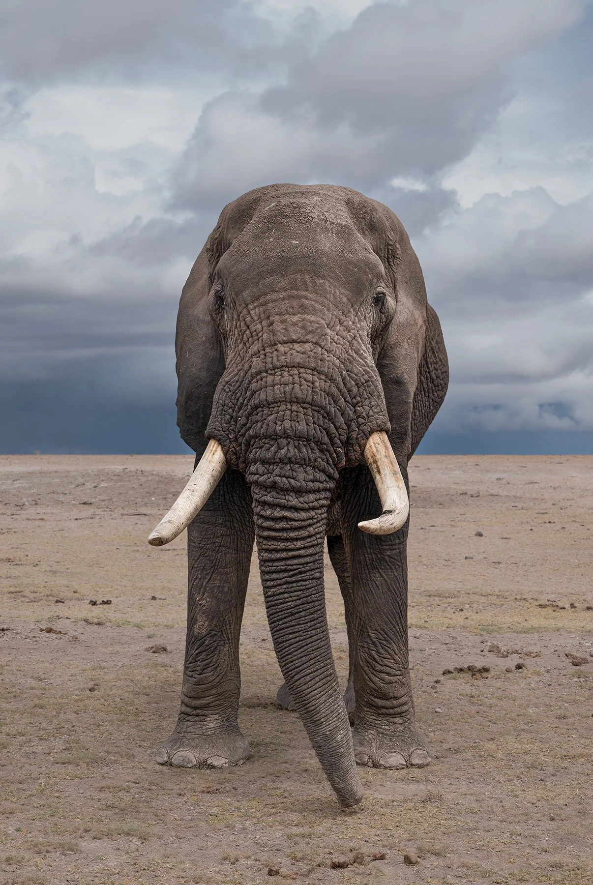 Elephant II JPG v 2.jpg
