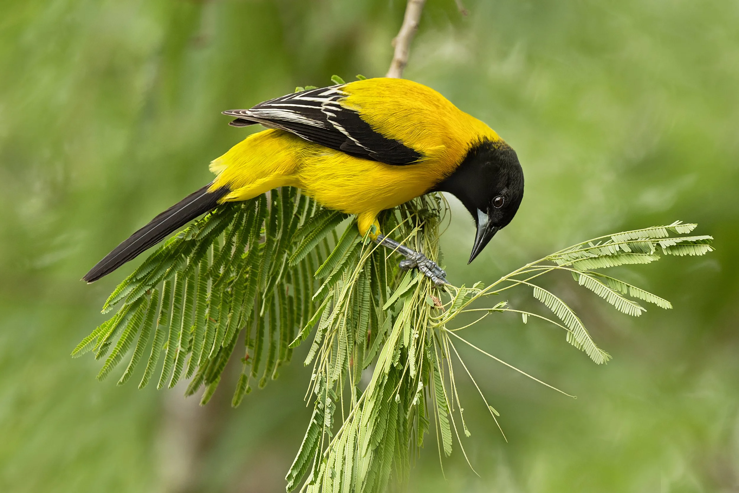 Audubon's Oriole (male)