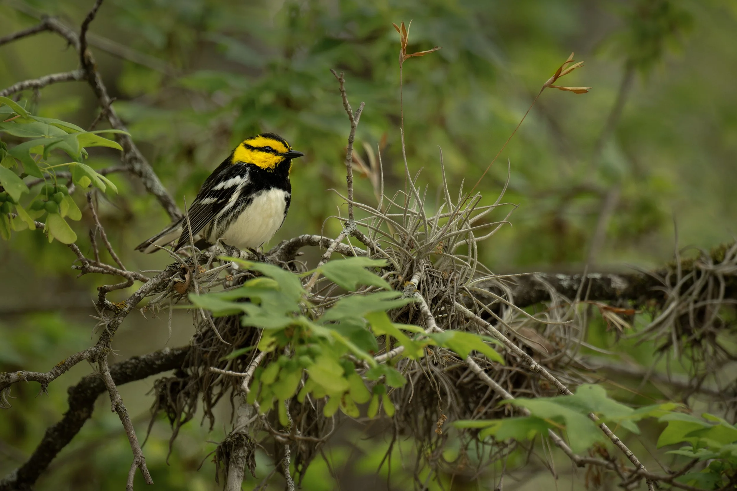 Golden-cheeked Warbler (male) (Endangered)