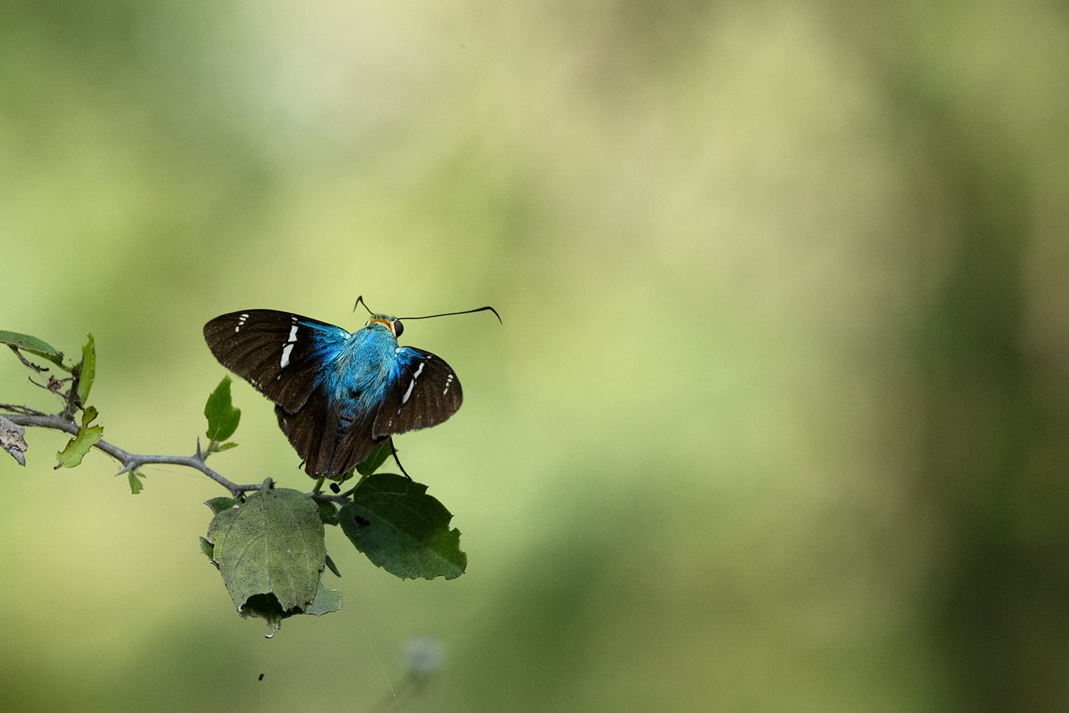 Qian's (Two-barred) Flasher
