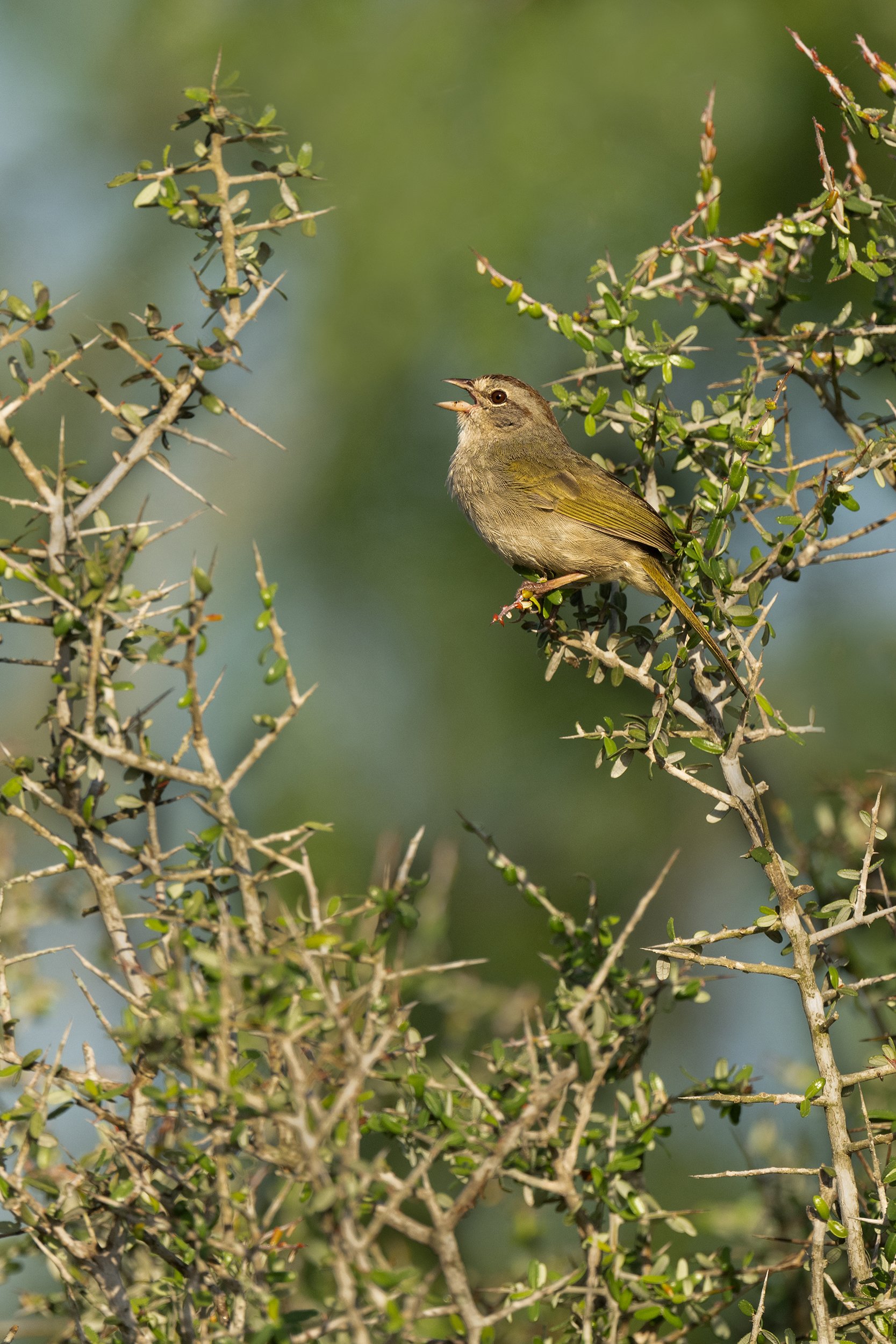 Olive Sparrow