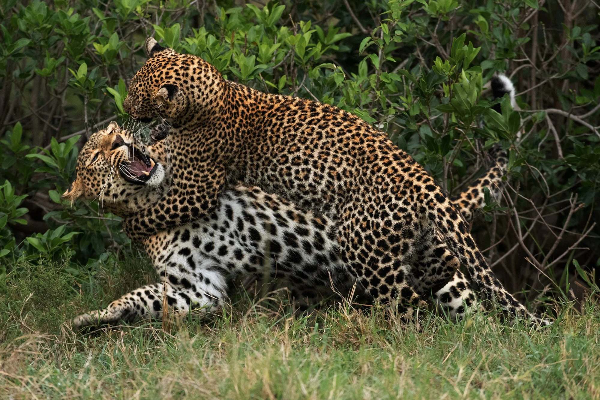 Leopard (Natito) and Cub Play Fighting JPG.jpg