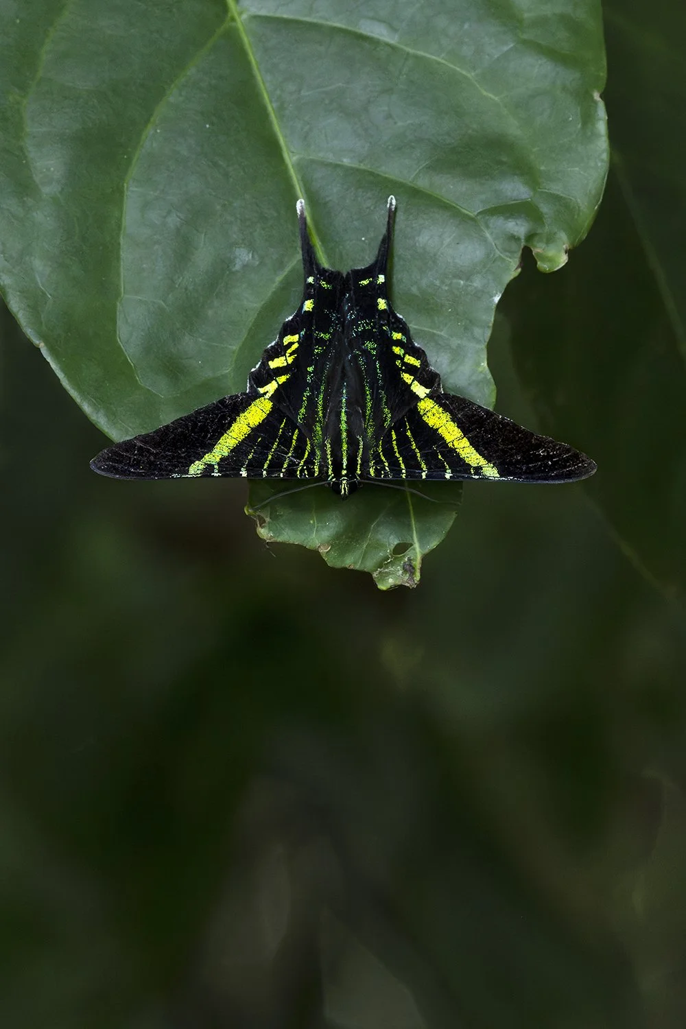 Urania Swallowtail Moth (Costa Rica) (added to "Neotropic")