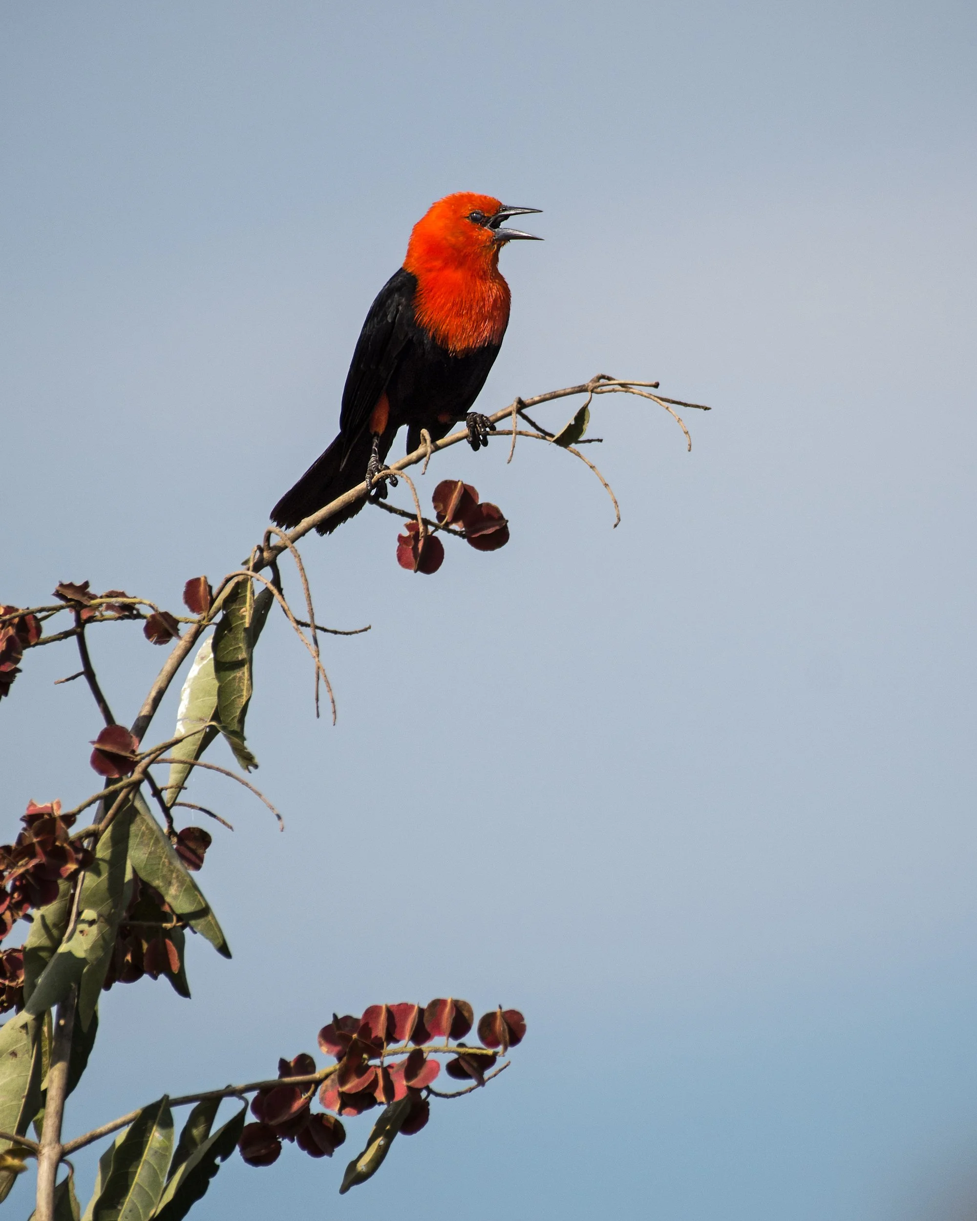 Scarlet-headed Blackbird