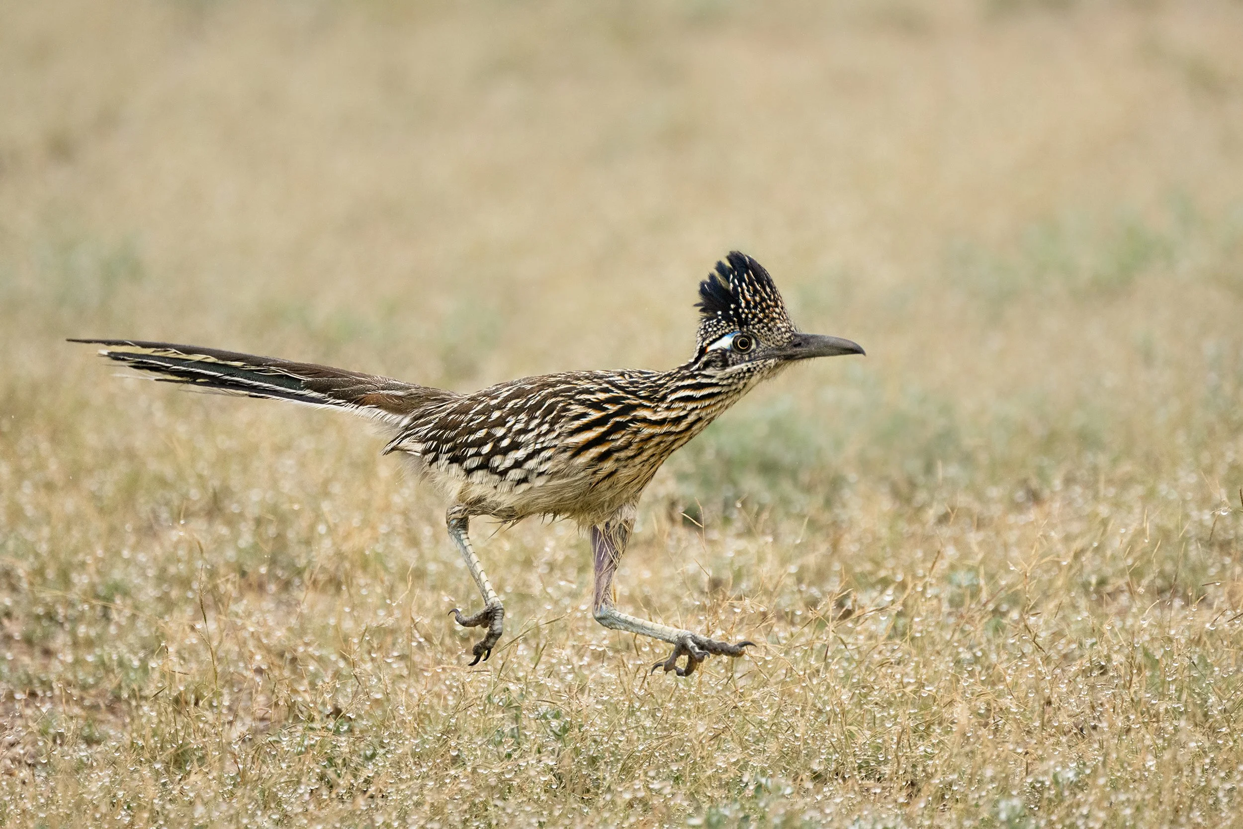 Greater Roadrunner