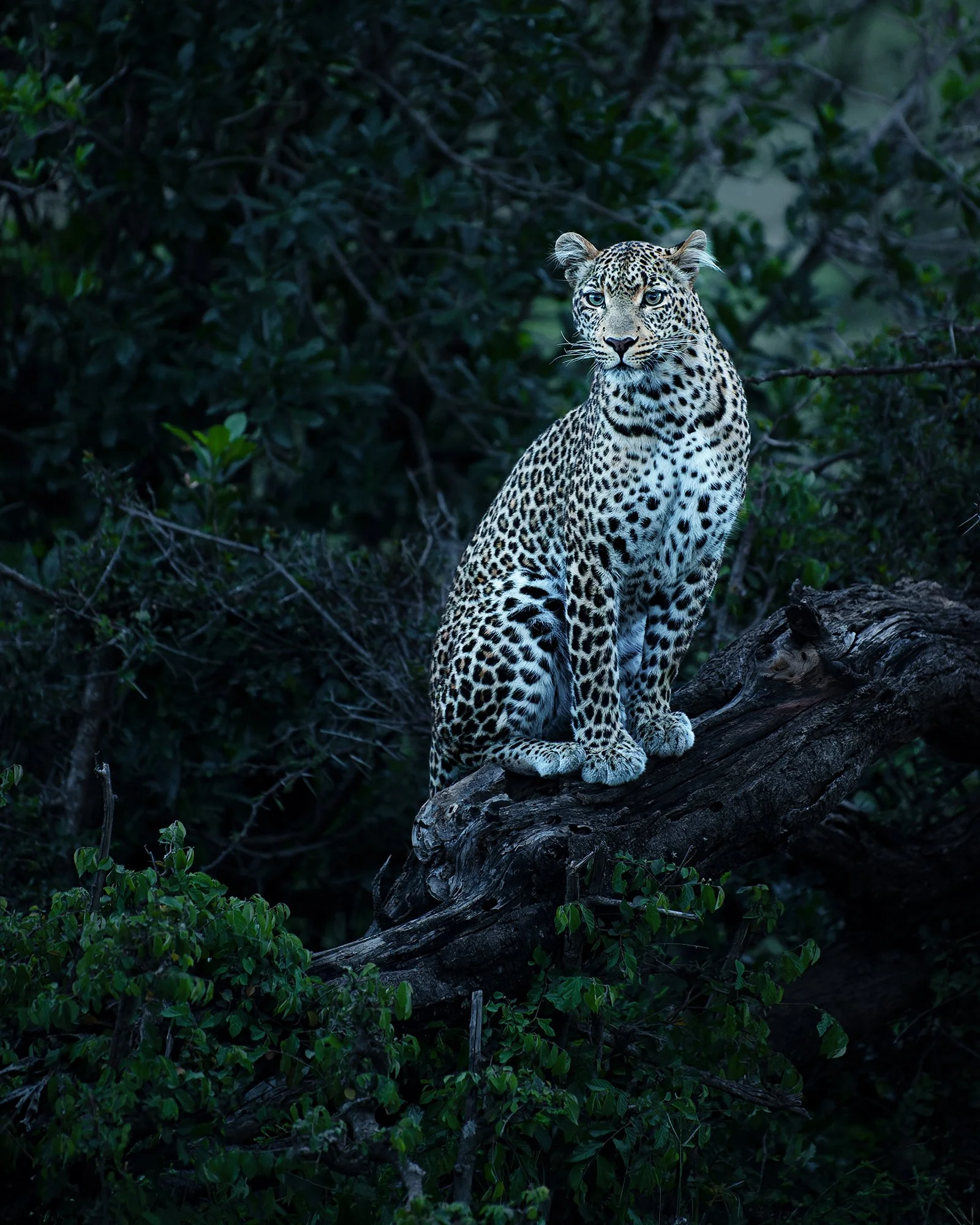 Leopard