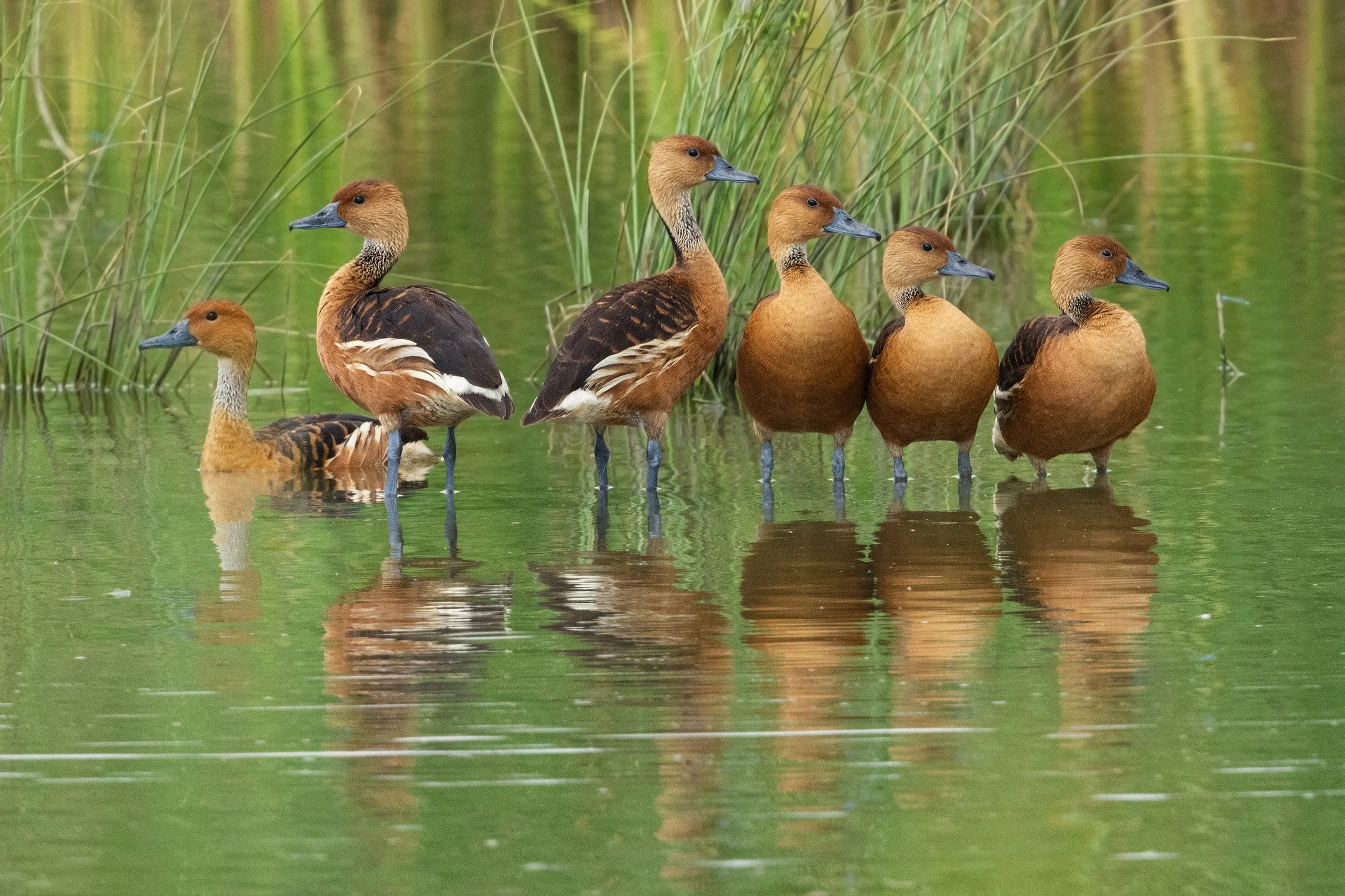 Fulvous Whistling-Duck