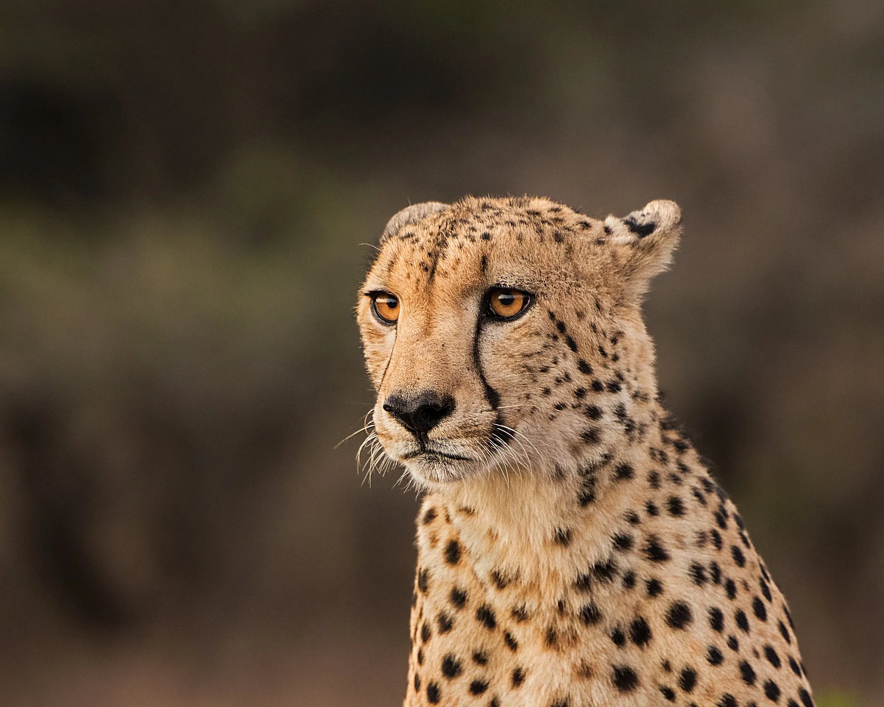 Cheetah IV PSD v 2.jpg