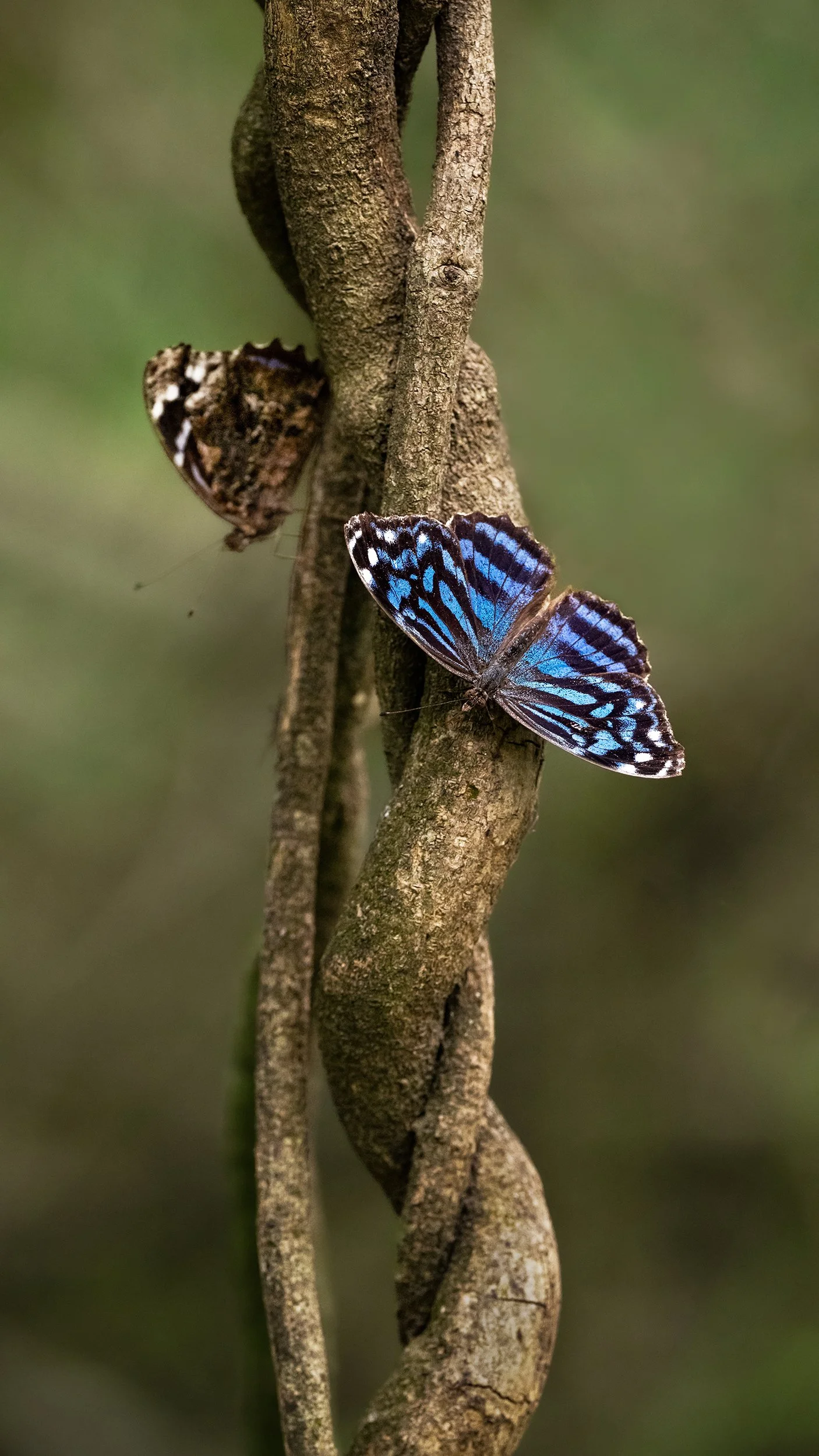 Mexican Bluewing (male with wings spread)