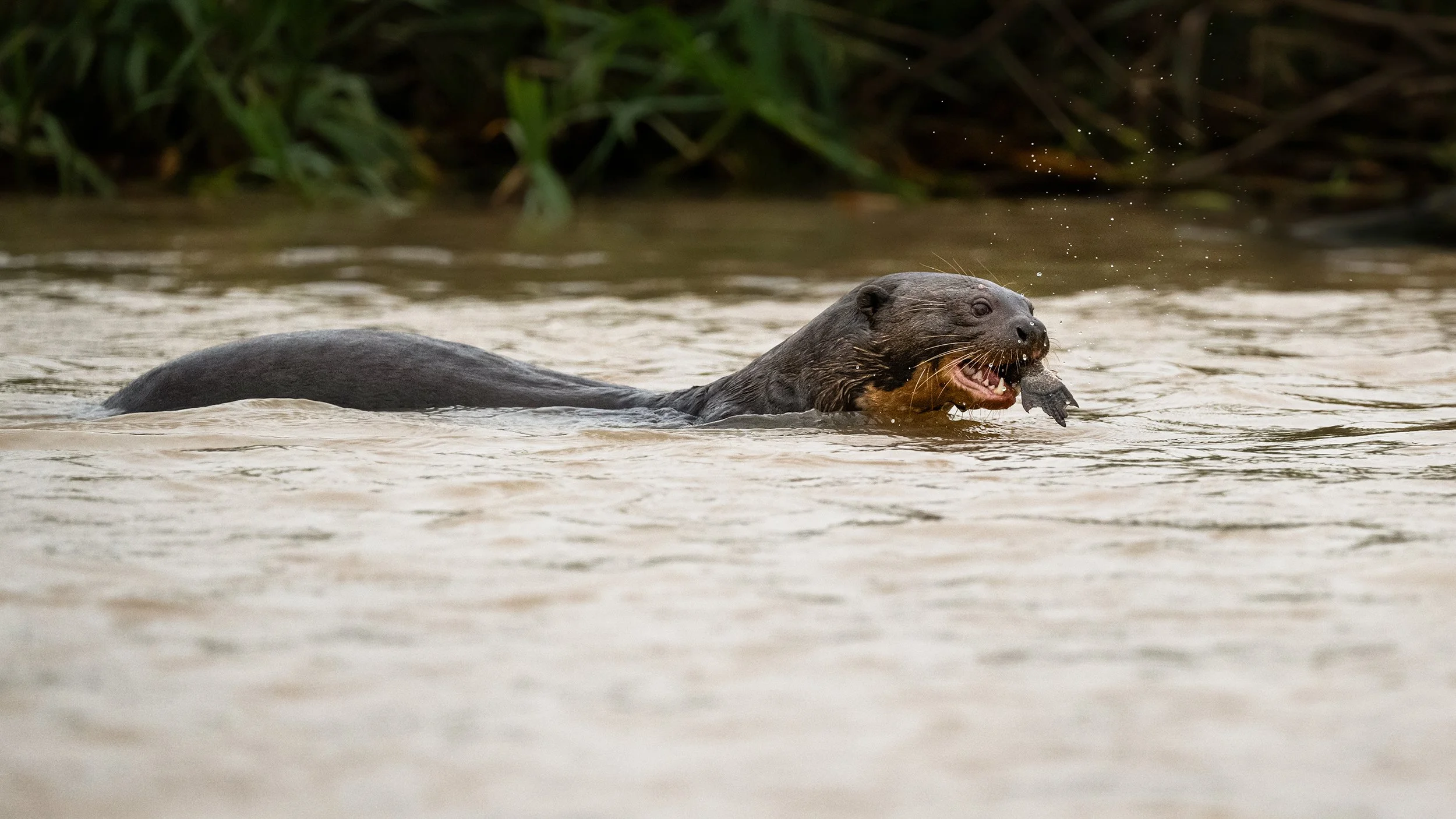 Giant Otter